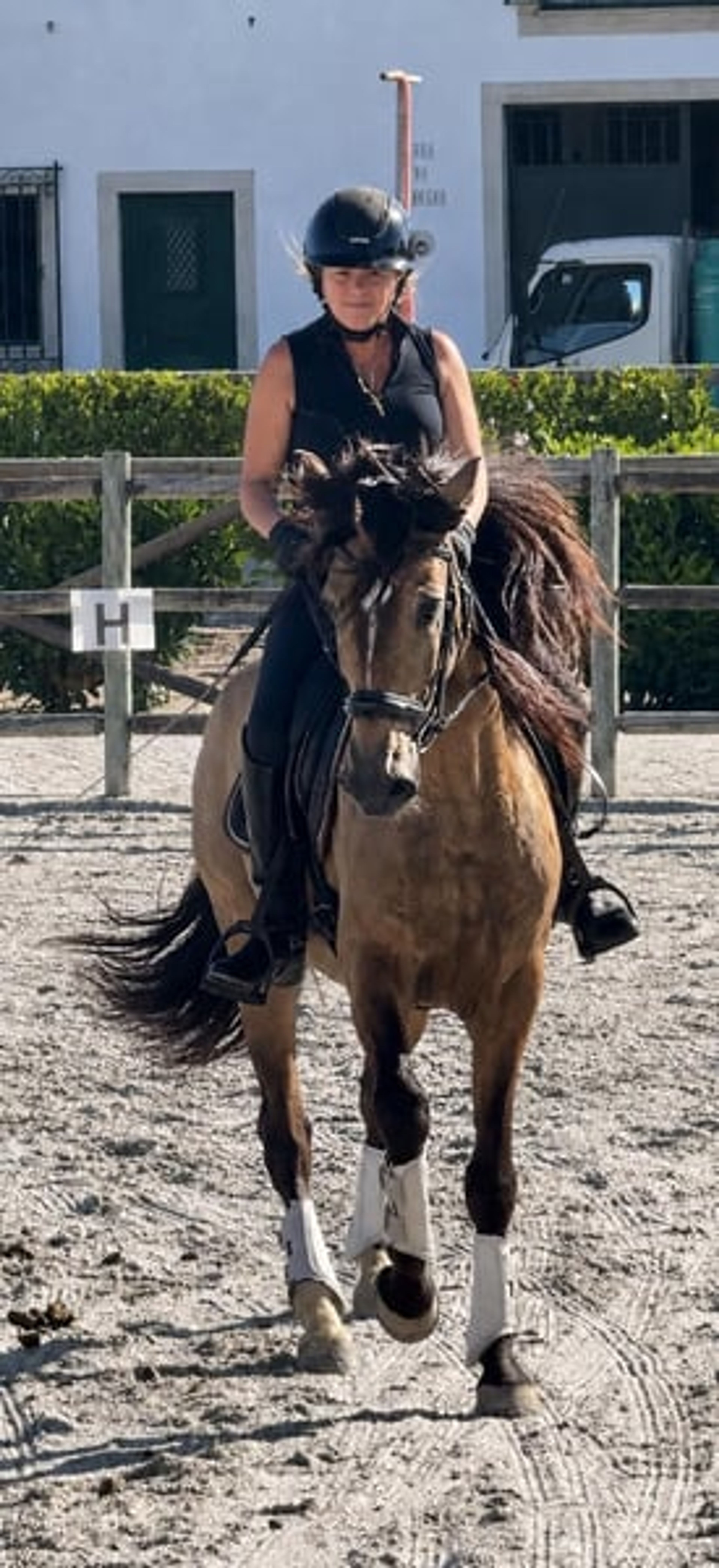 Charming Lusitano gelding with heart and intelligence - Image 10