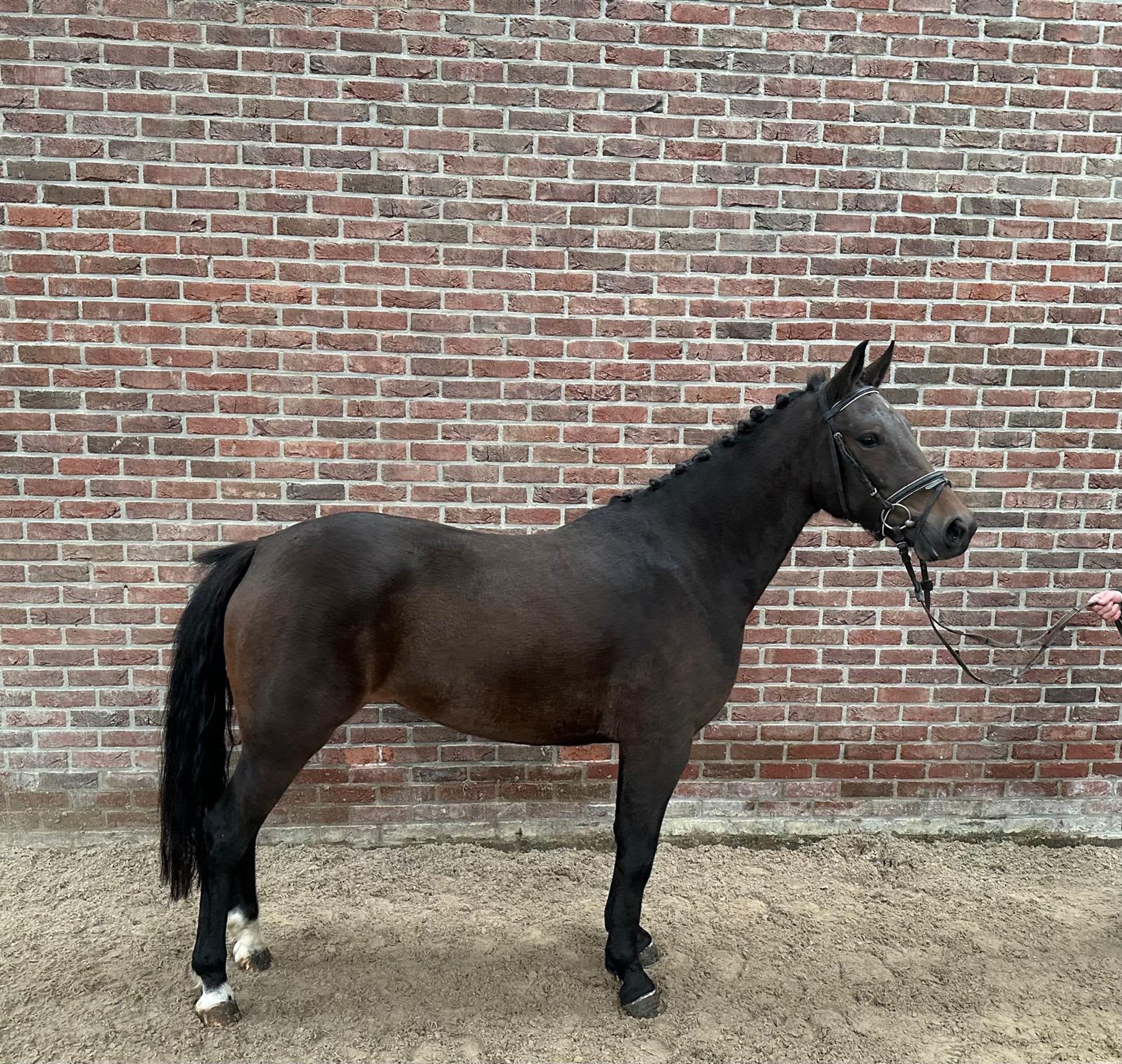 Wilgerd's Olclay ☆ (BURGHOEVE'S PLOT BLEU x CARLO) - Image 1