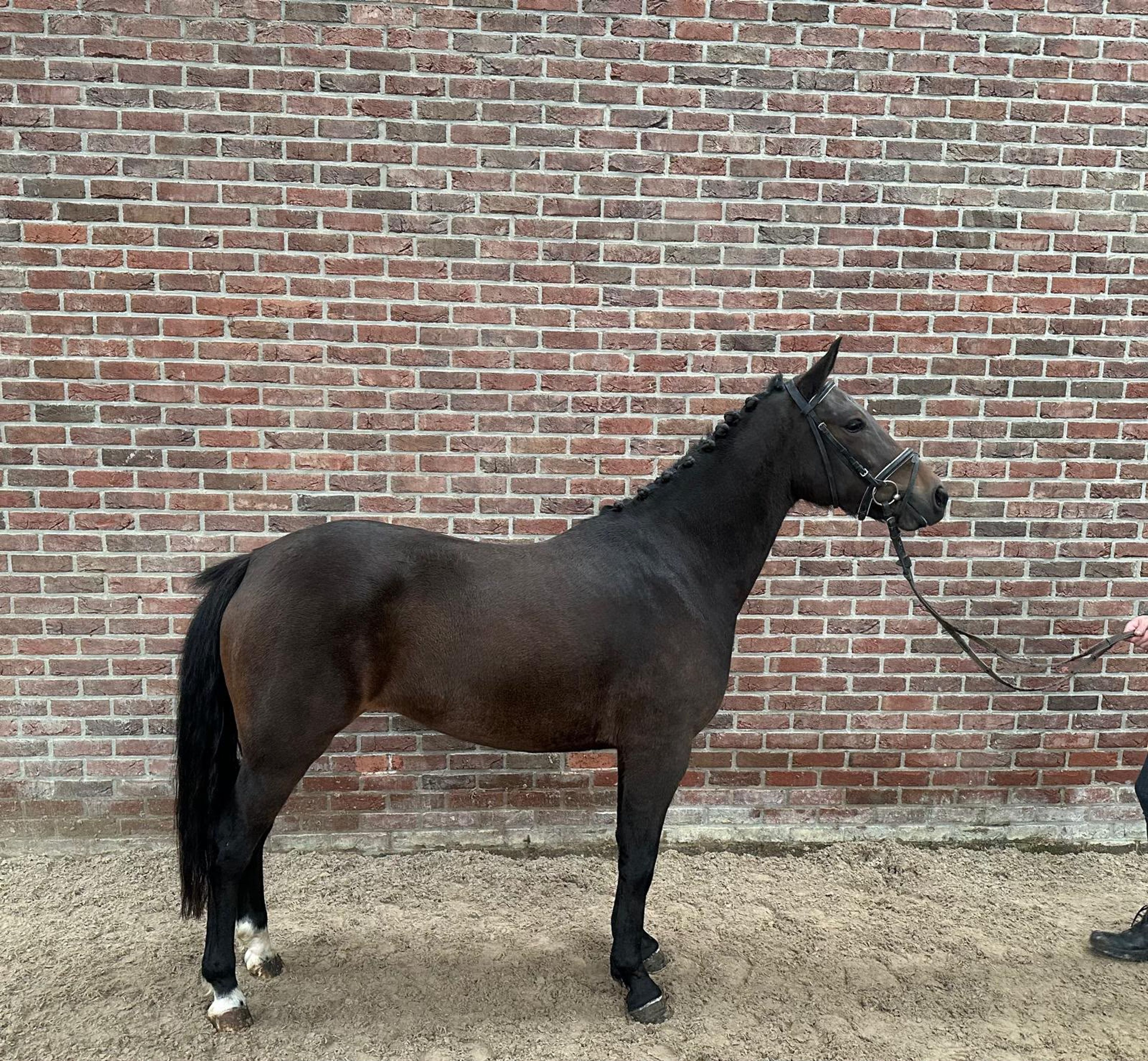 Wilgerd's Olclay ☆ (BURGHOEVE'S PLOT BLEU x CARLO) - Image 2