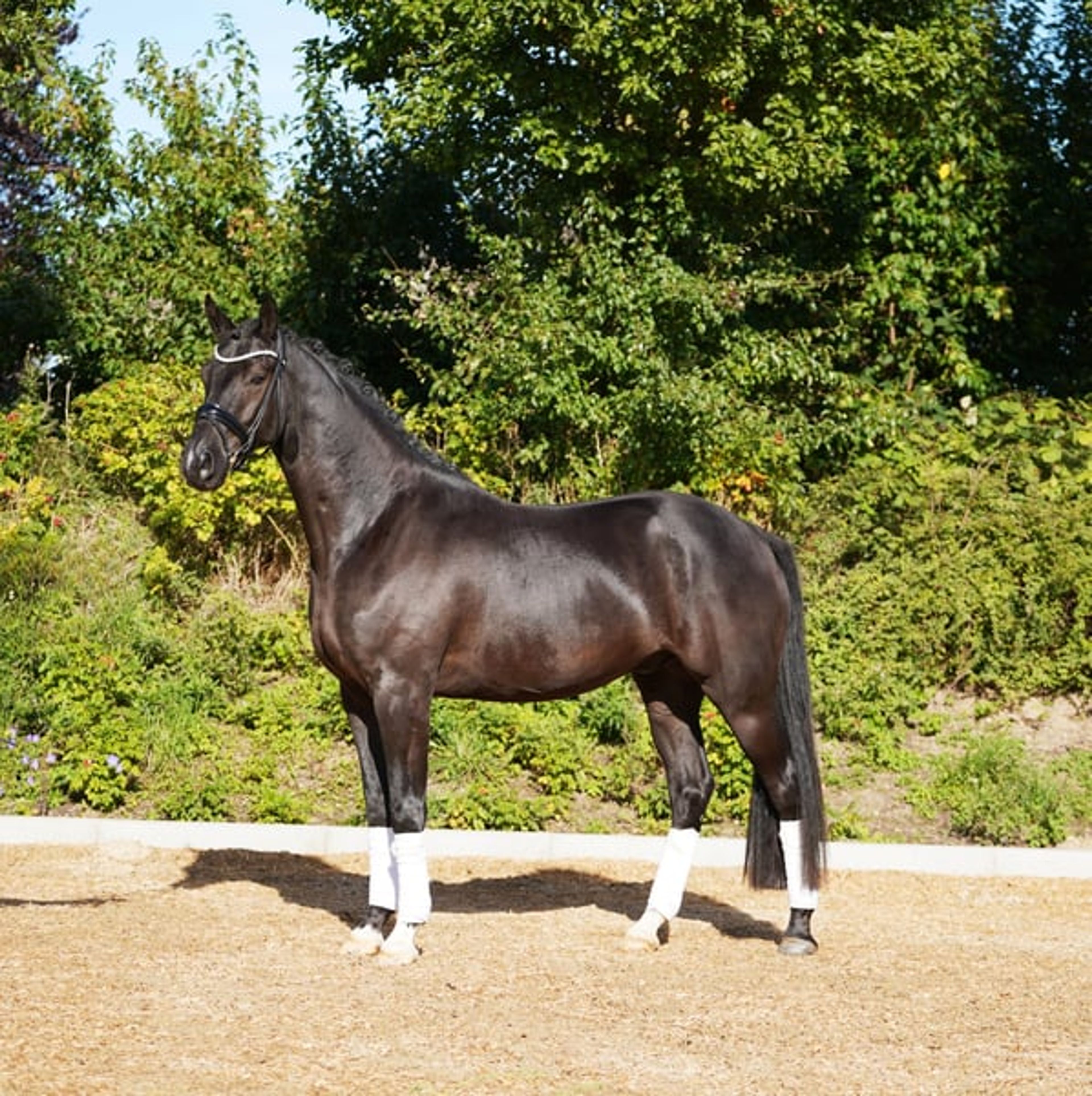 Striking black gelding with tremendous expression.