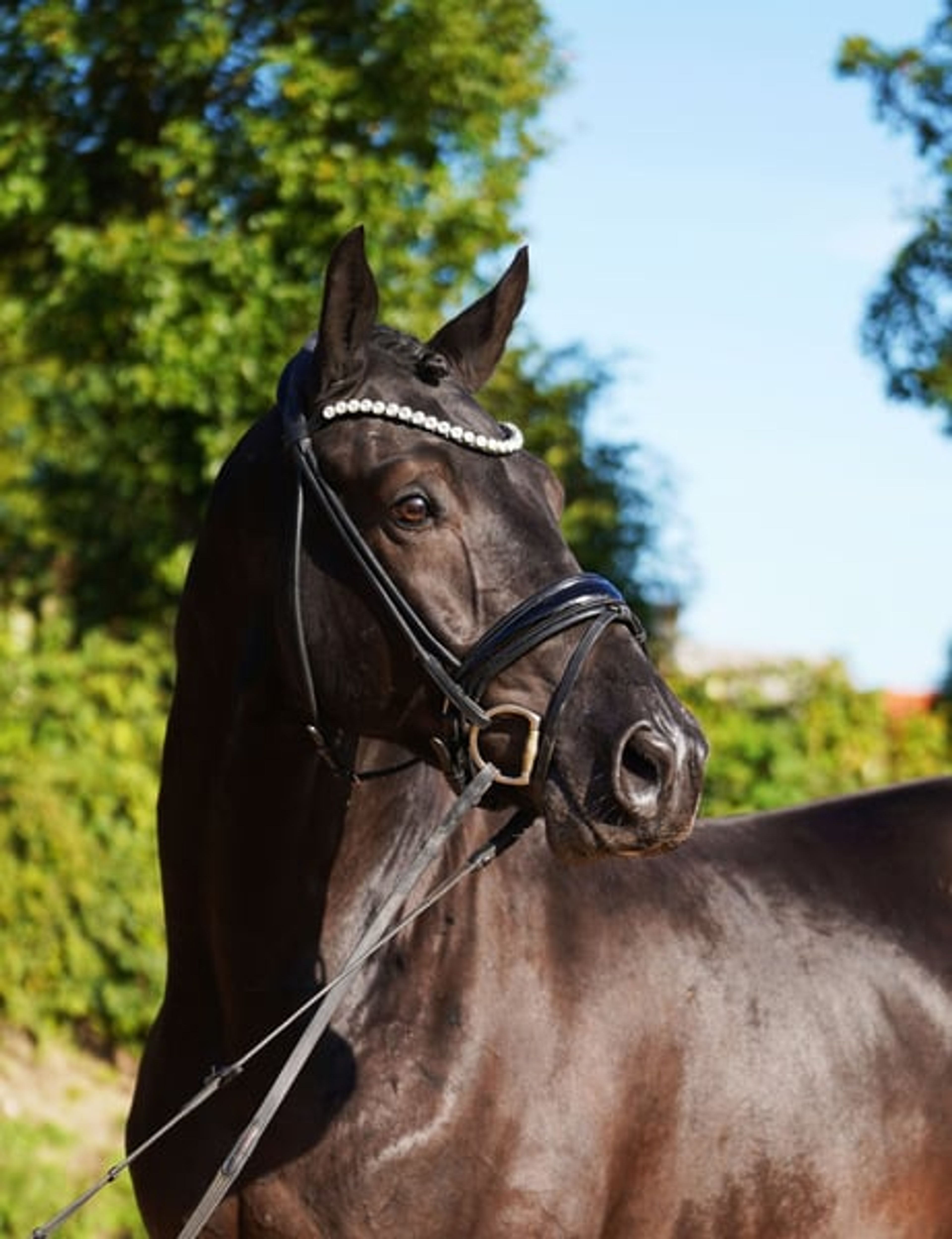 Striking black gelding with tremendous expression. - Image 2