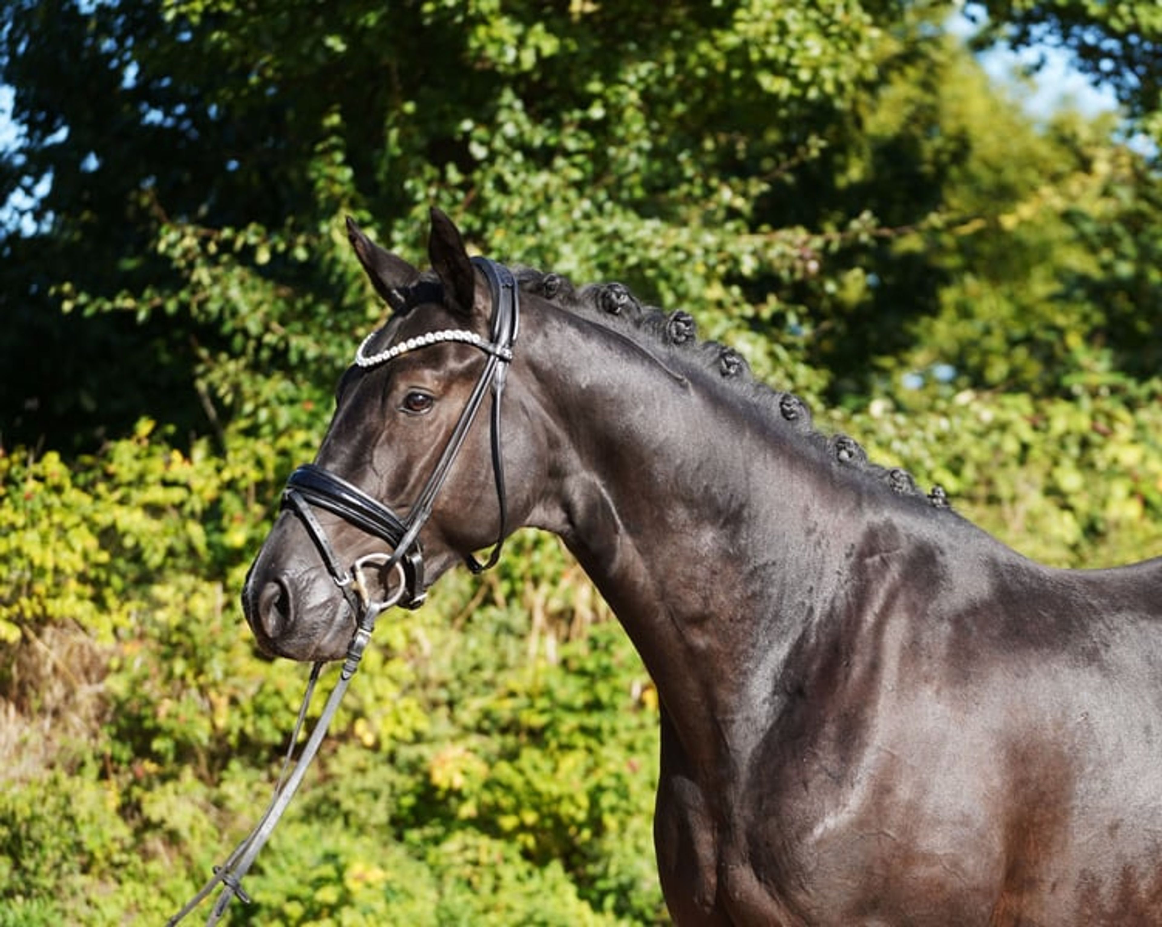 Striking black gelding with tremendous expression. - Image 3