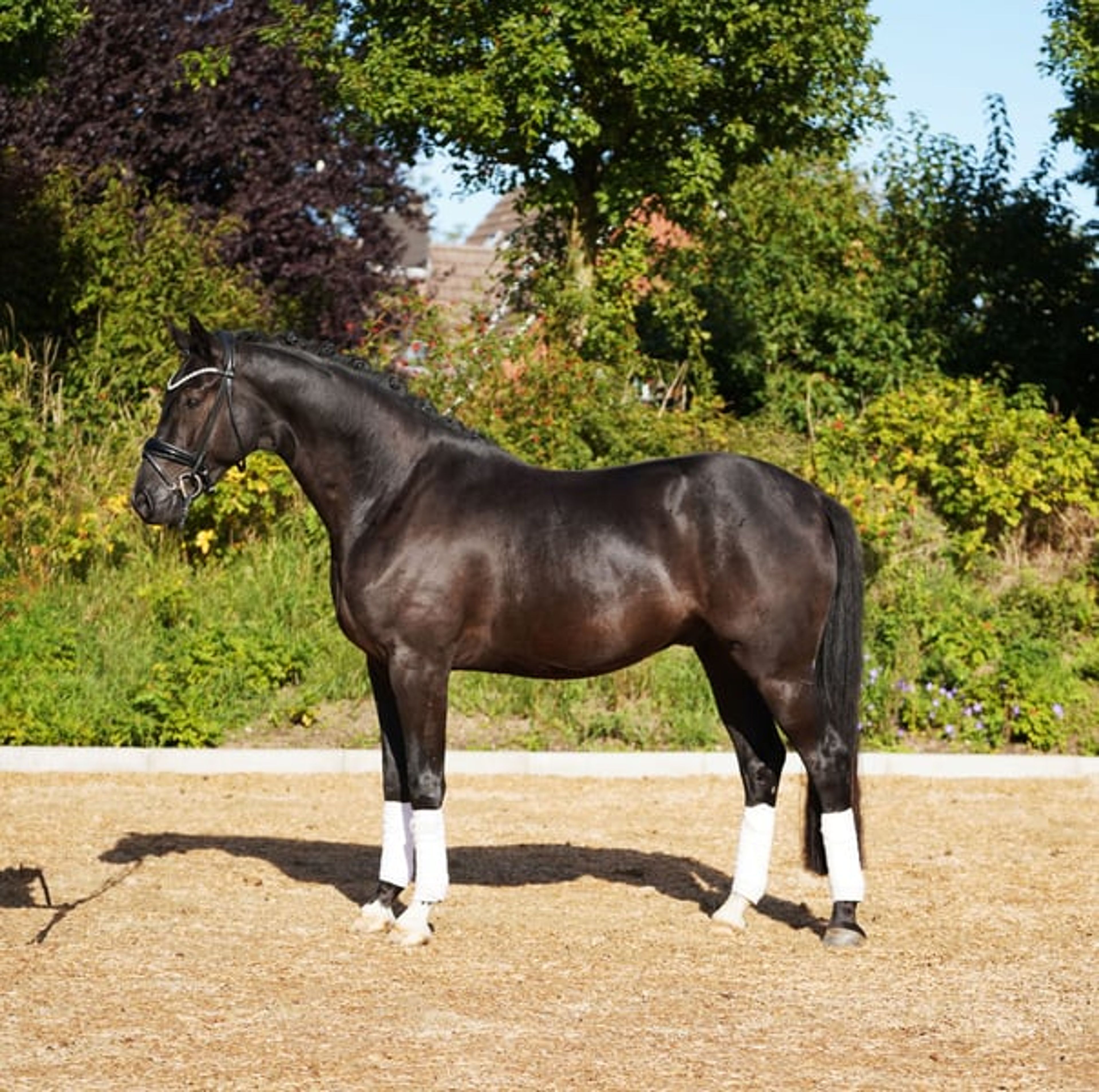 Striking black gelding with tremendous expression. - Image 4