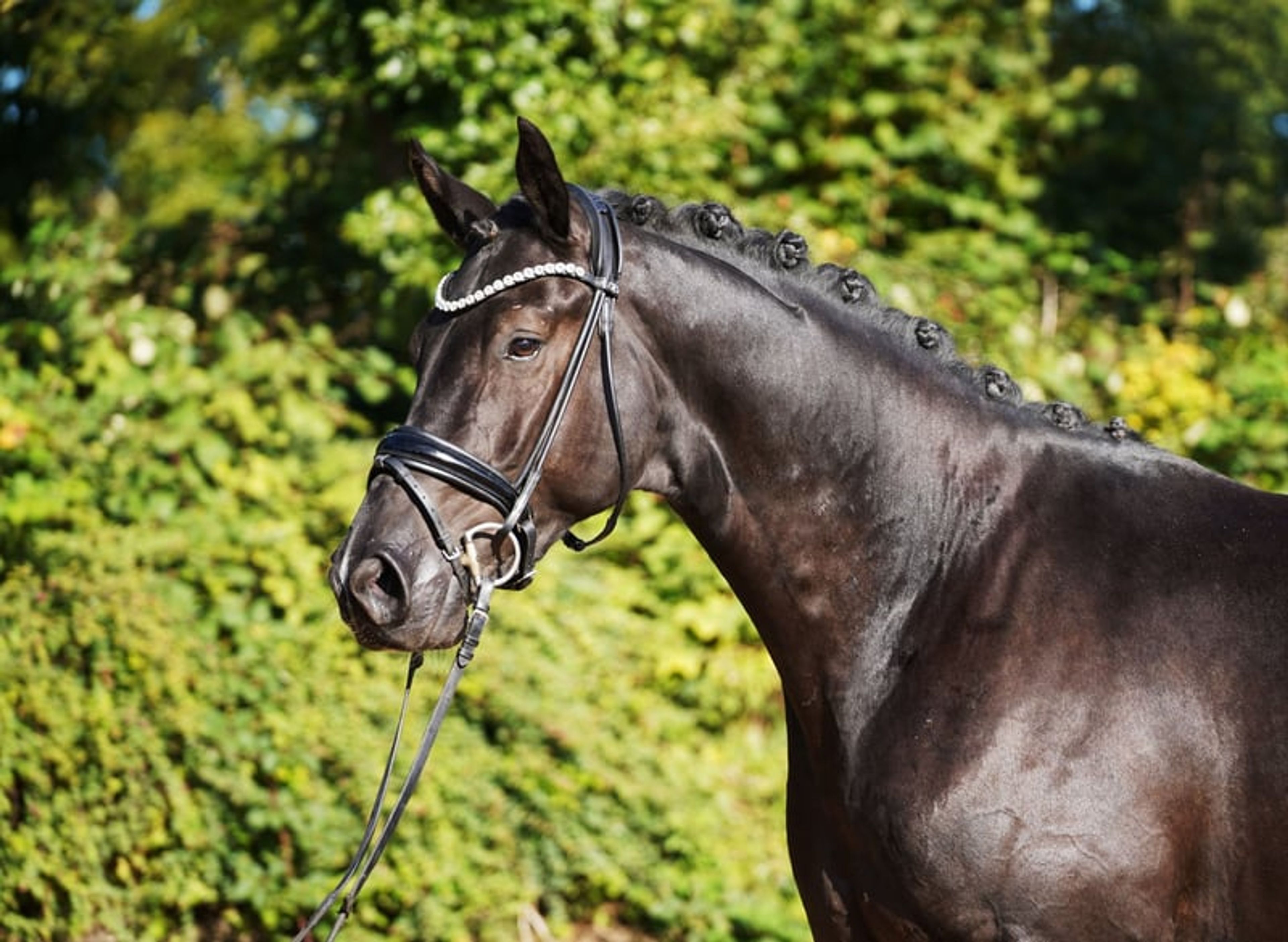 Striking black gelding with tremendous expression. - Image 5