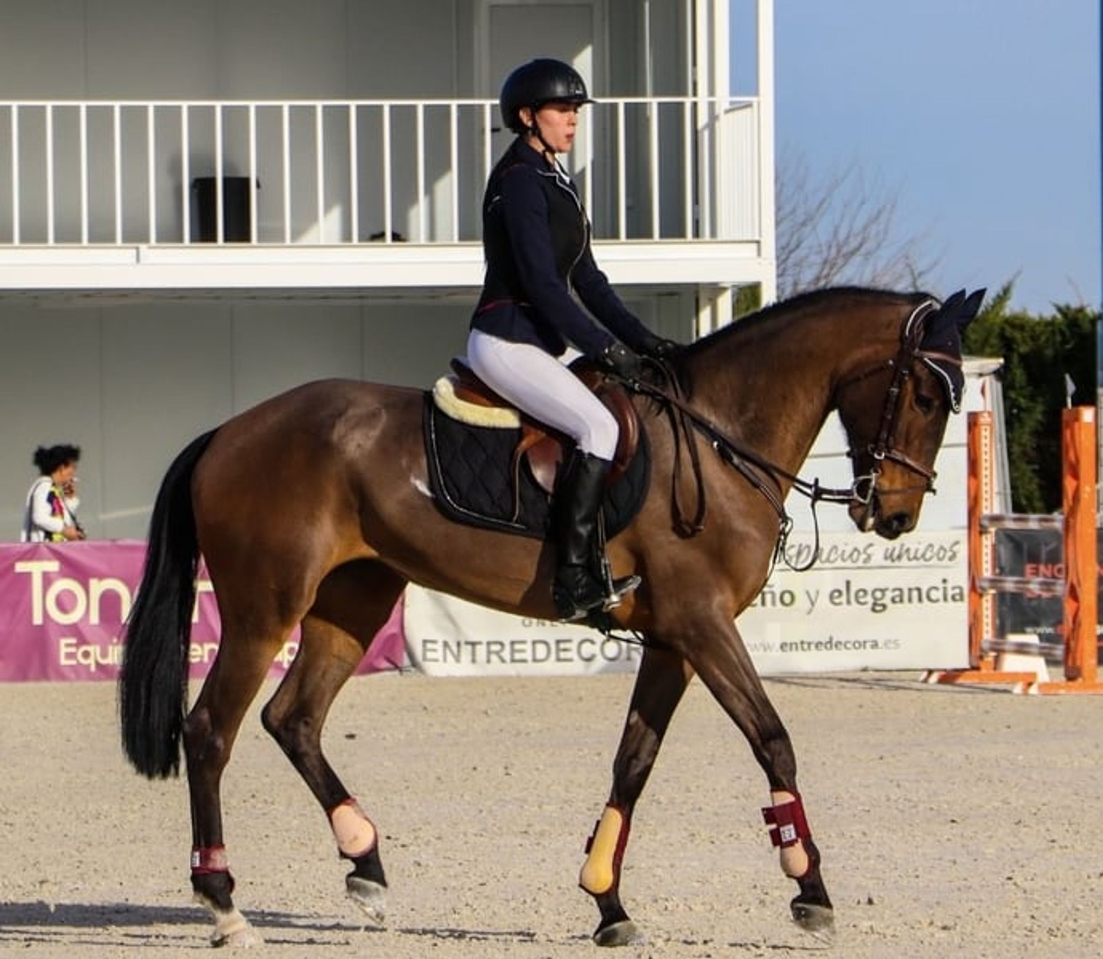 Show jumping mare