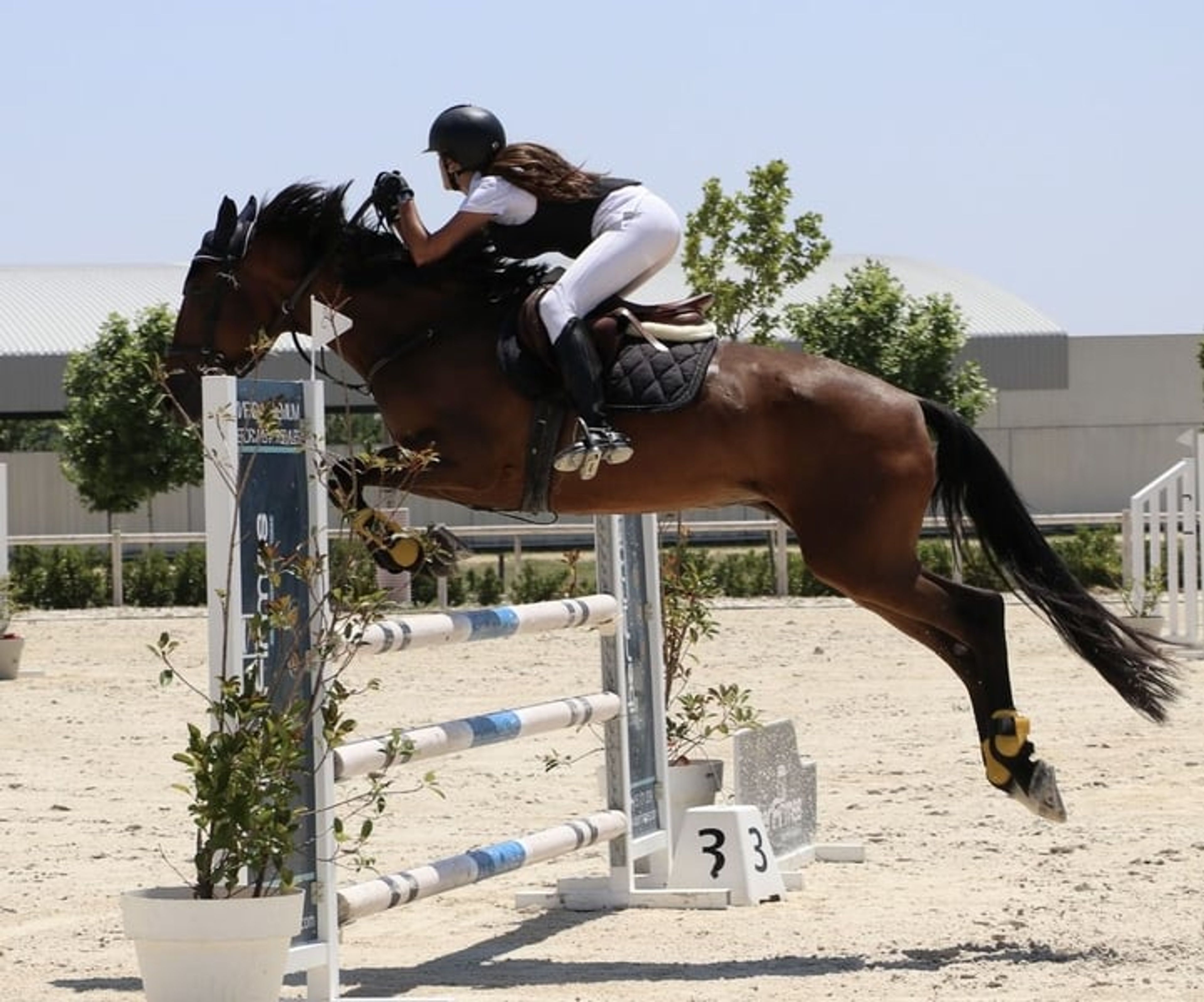 Show jumping mare - Image 2