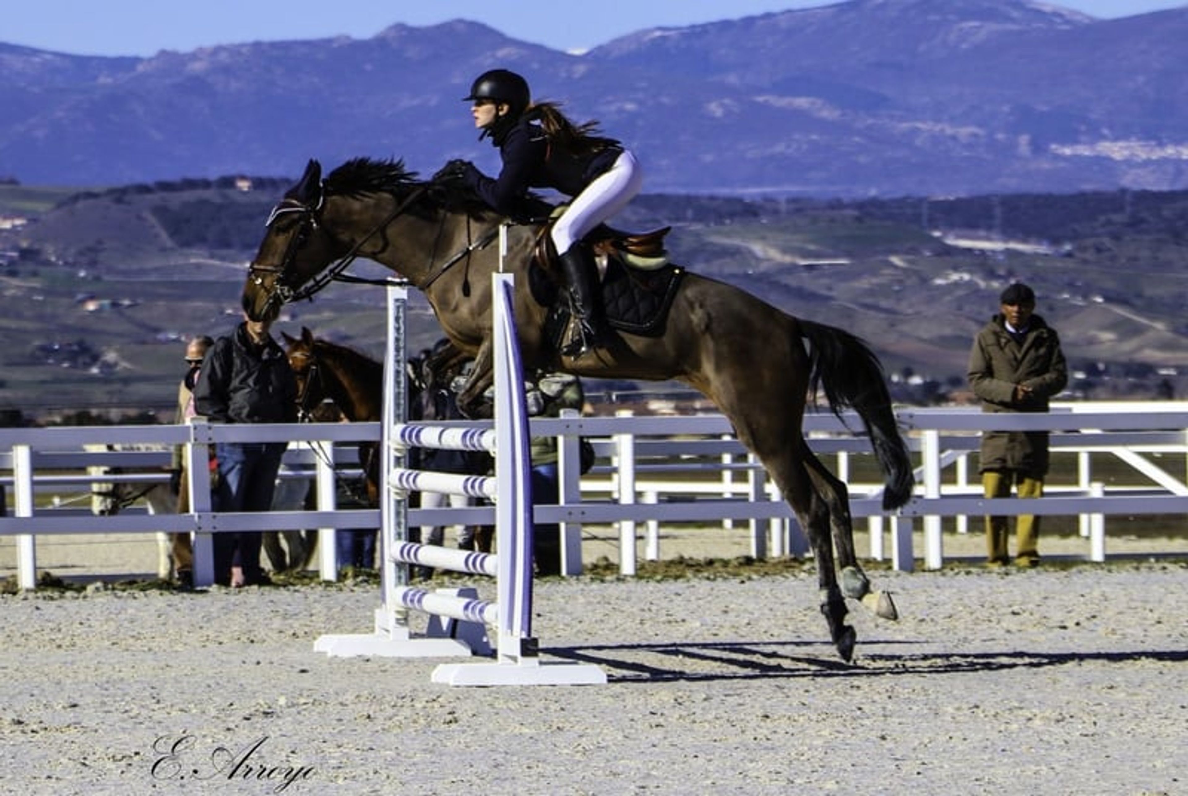 Show jumping mare - Image 3
