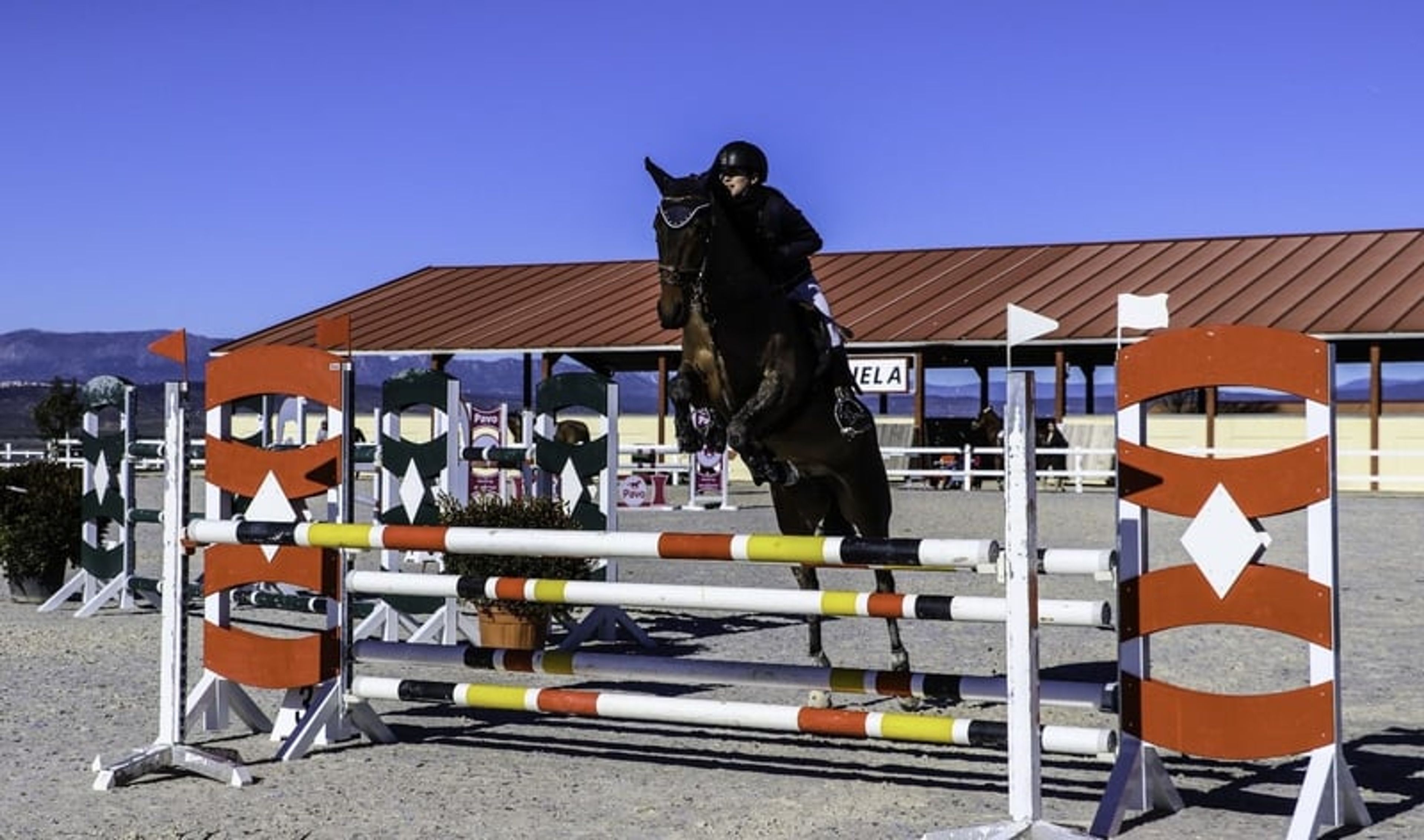 Show jumping mare - Image 4