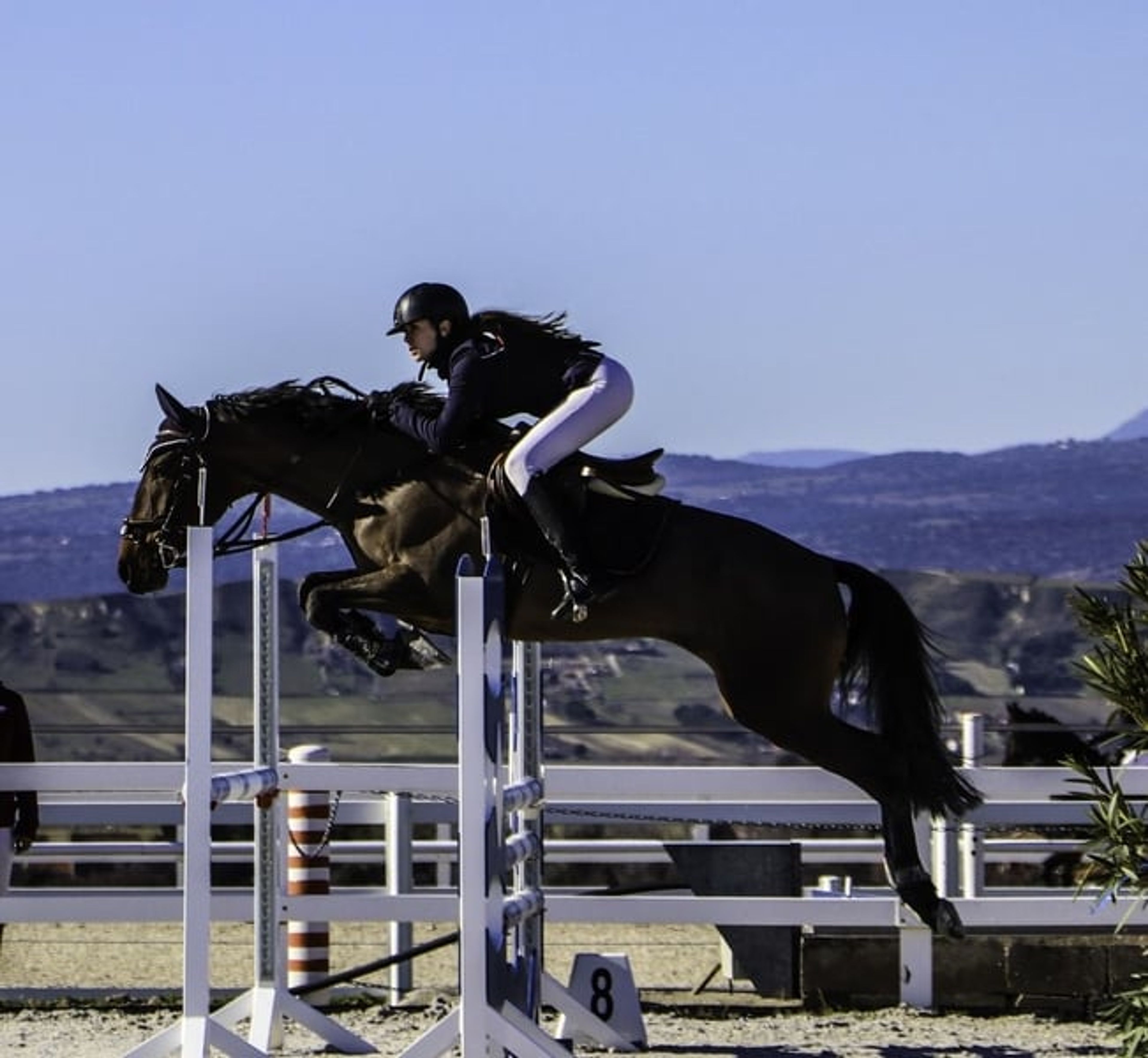 Show jumping mare - Image 5