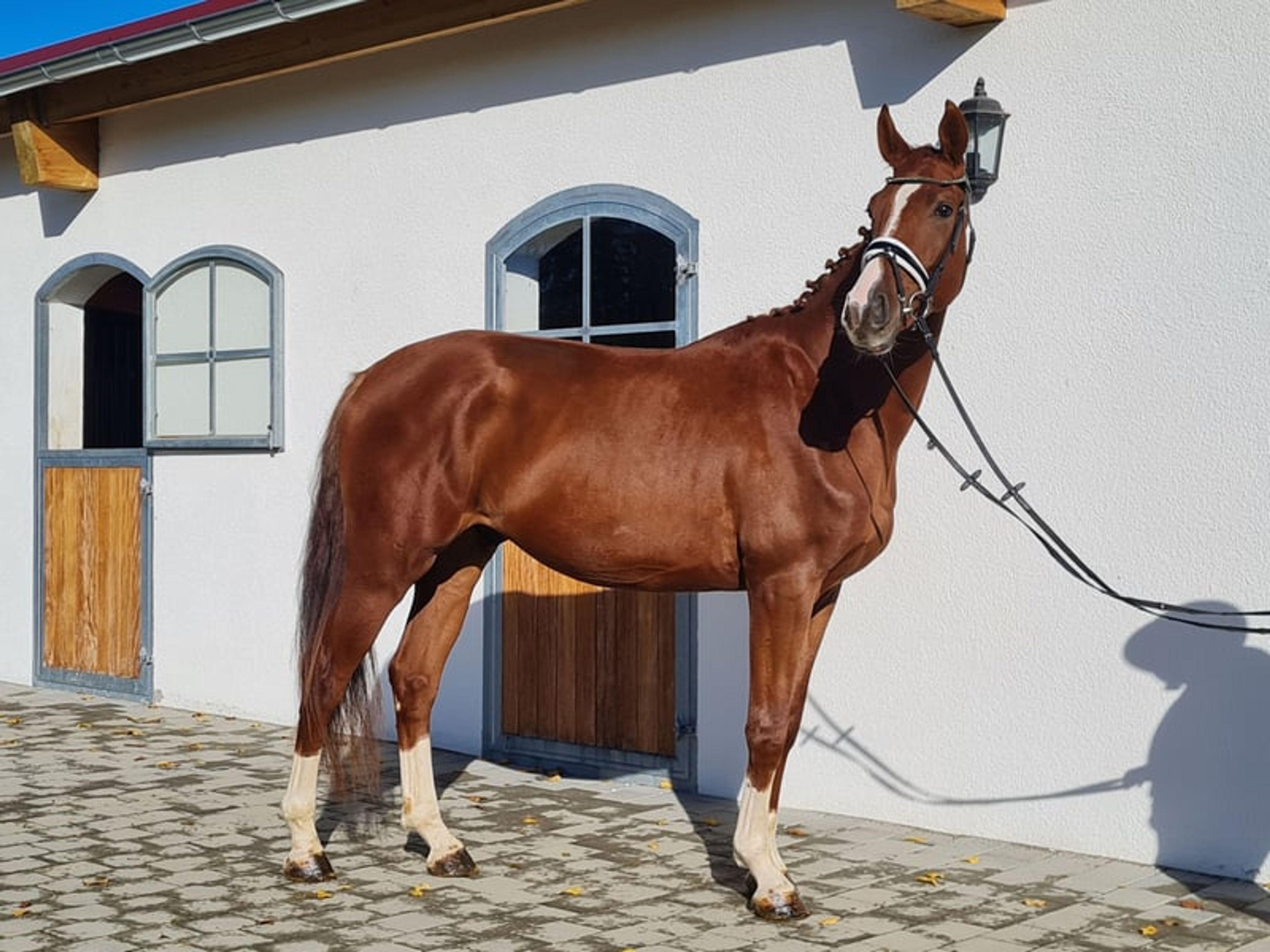 Handsome Hanoverian gelding