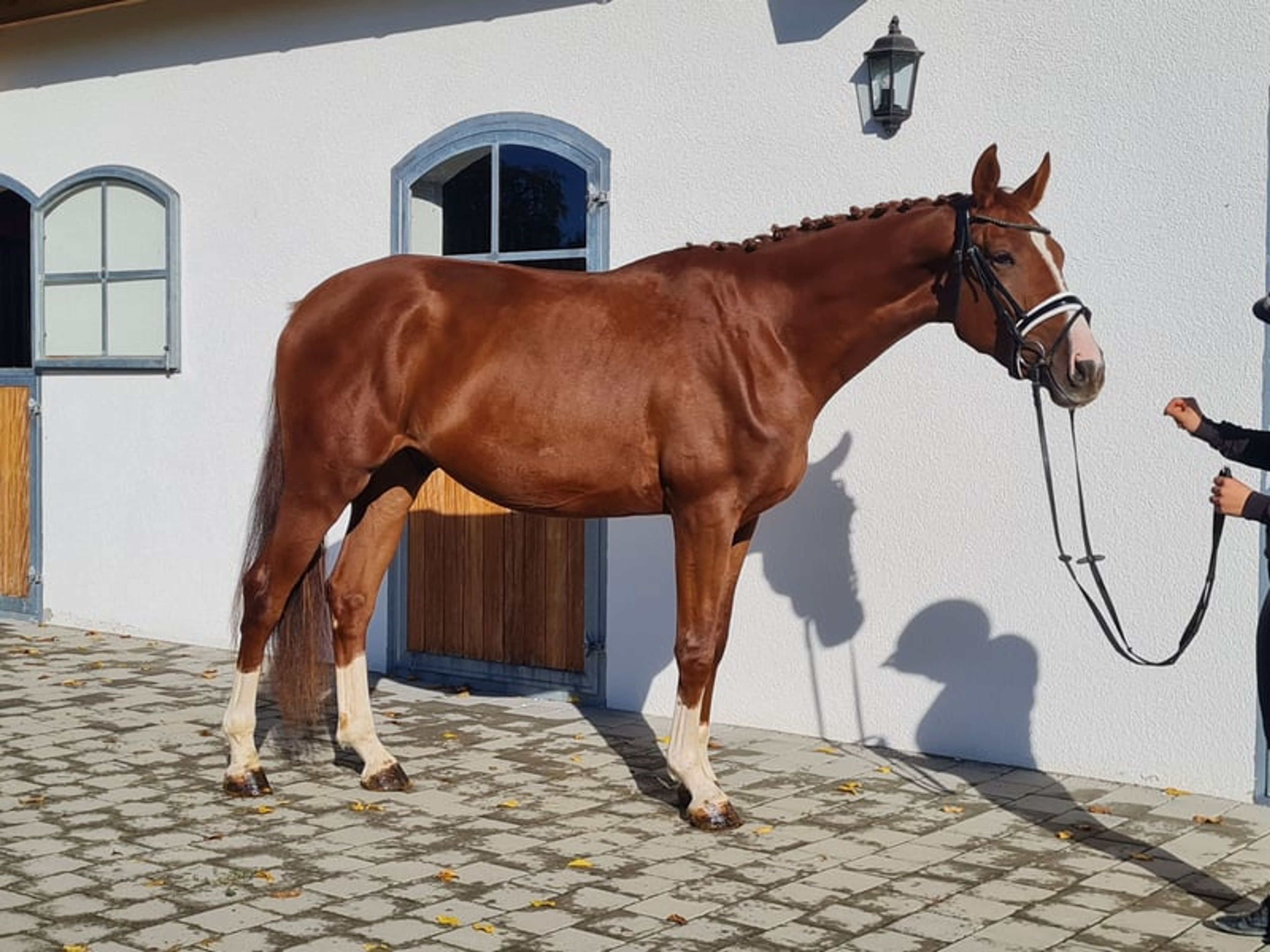 Handsome Hanoverian gelding - Image 2