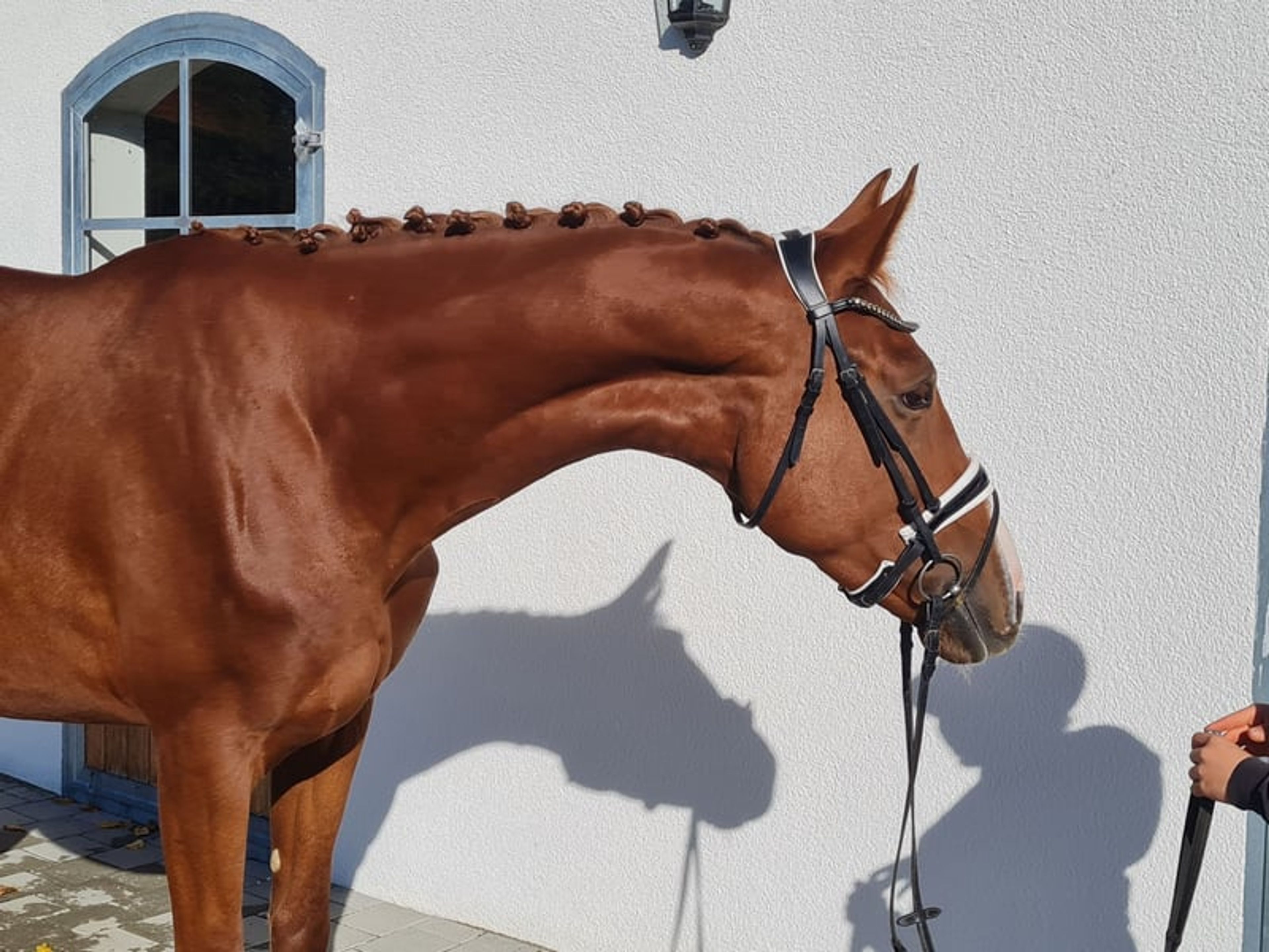 Handsome Hanoverian gelding - Image 3
