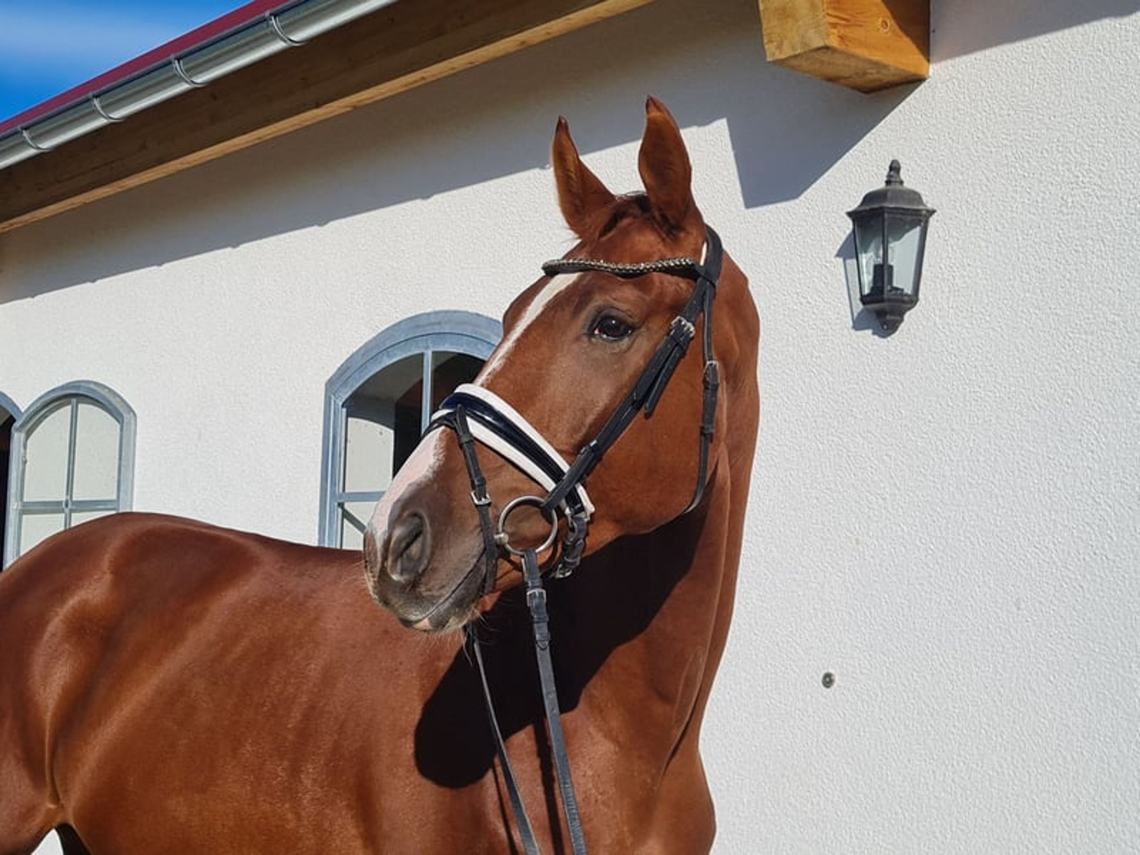 Handsome Hanoverian gelding - Image 4