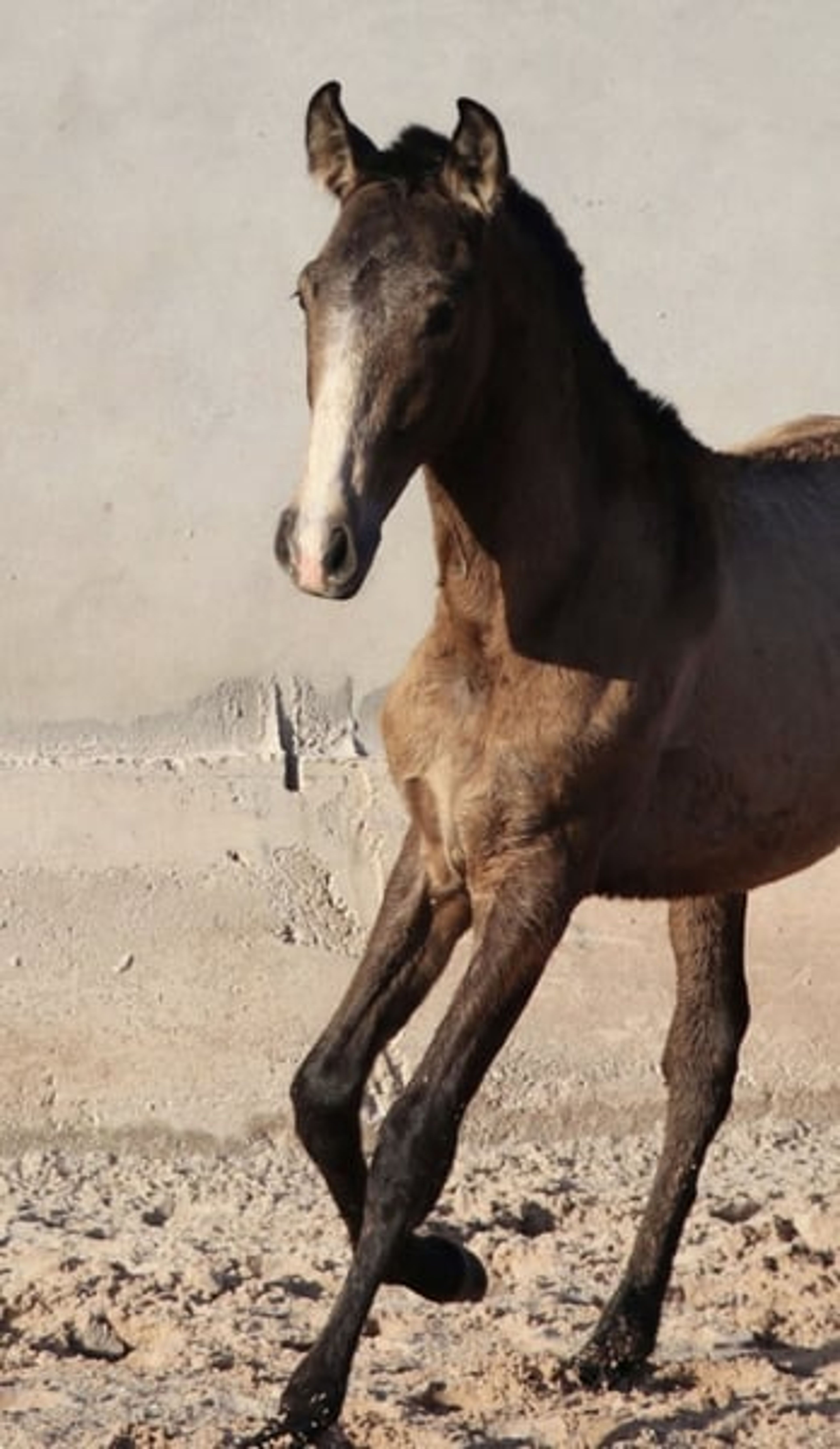 Dark buckskin foal with Adagio genetics and a golden temperament