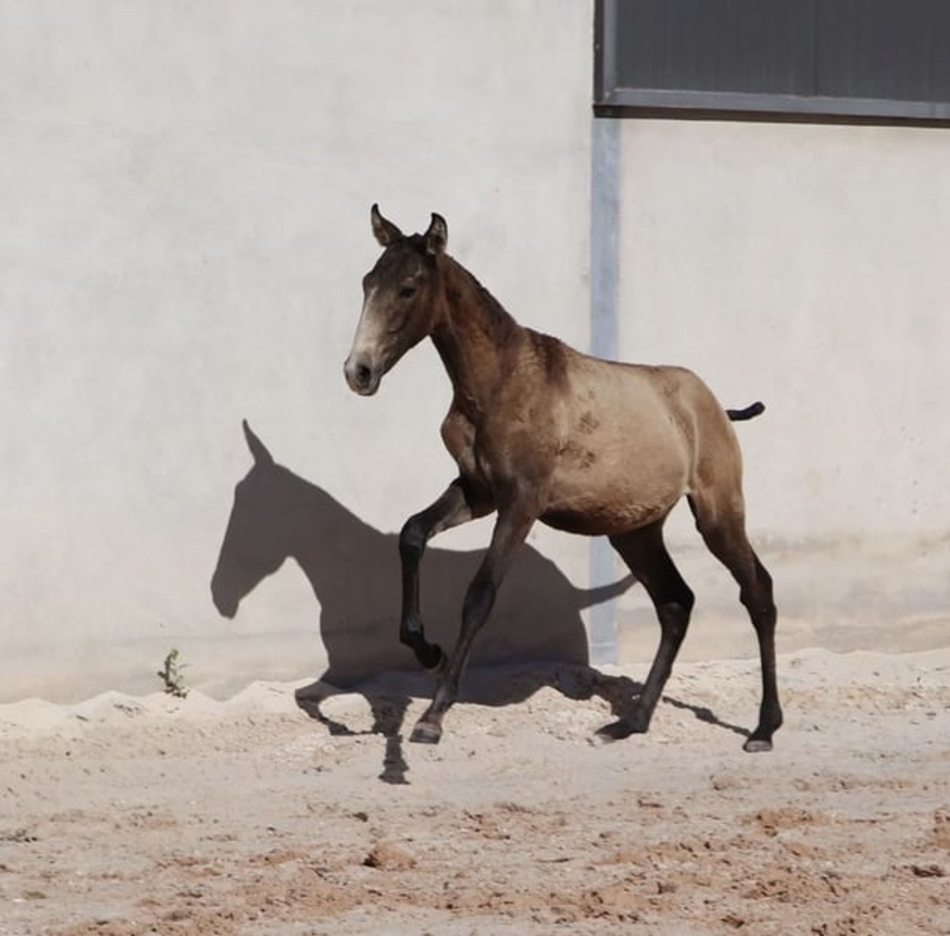 Dark buckskin foal with Adagio genetics and a golden temperament - Image 2