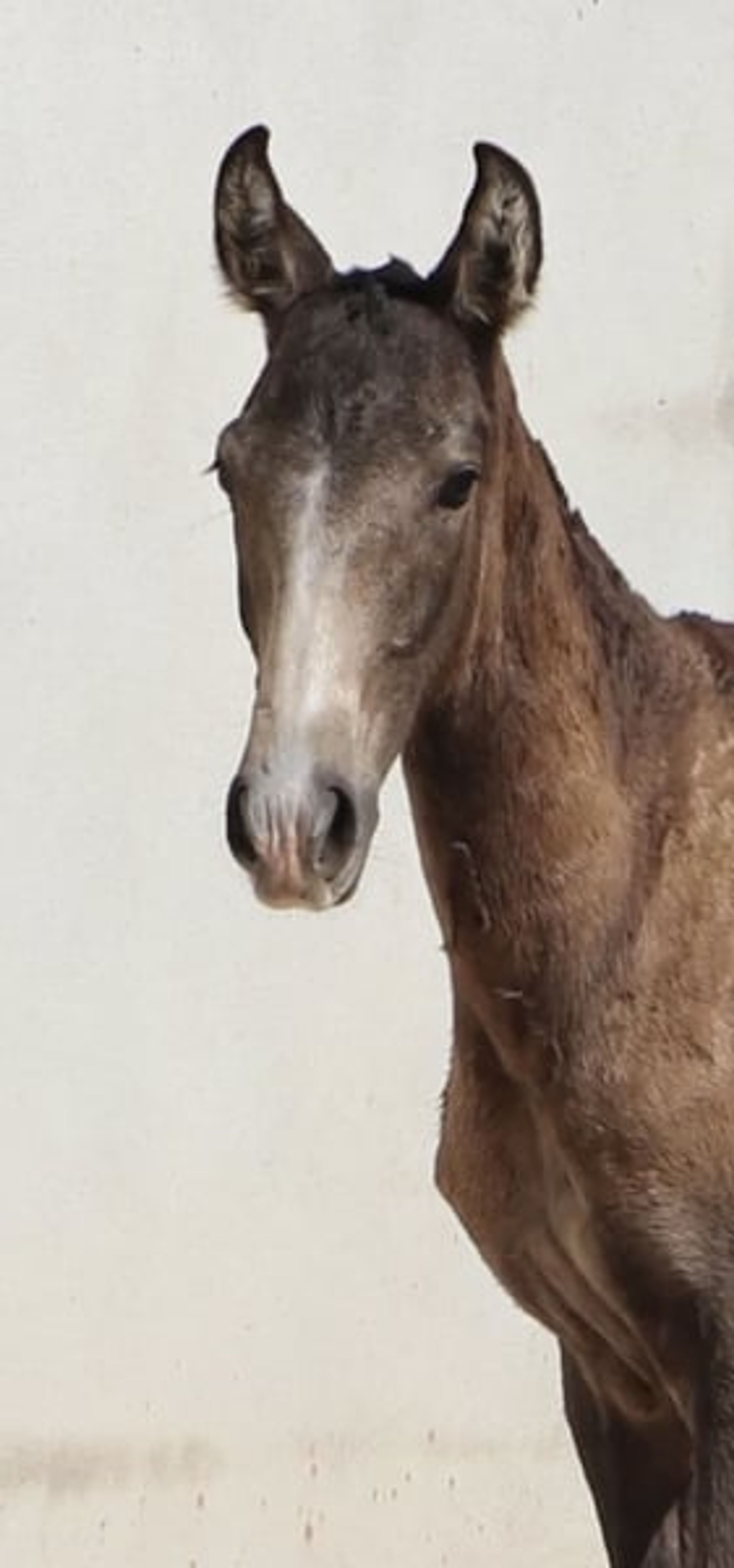 Dark buckskin foal with Adagio genetics and a golden temperament - Image 3