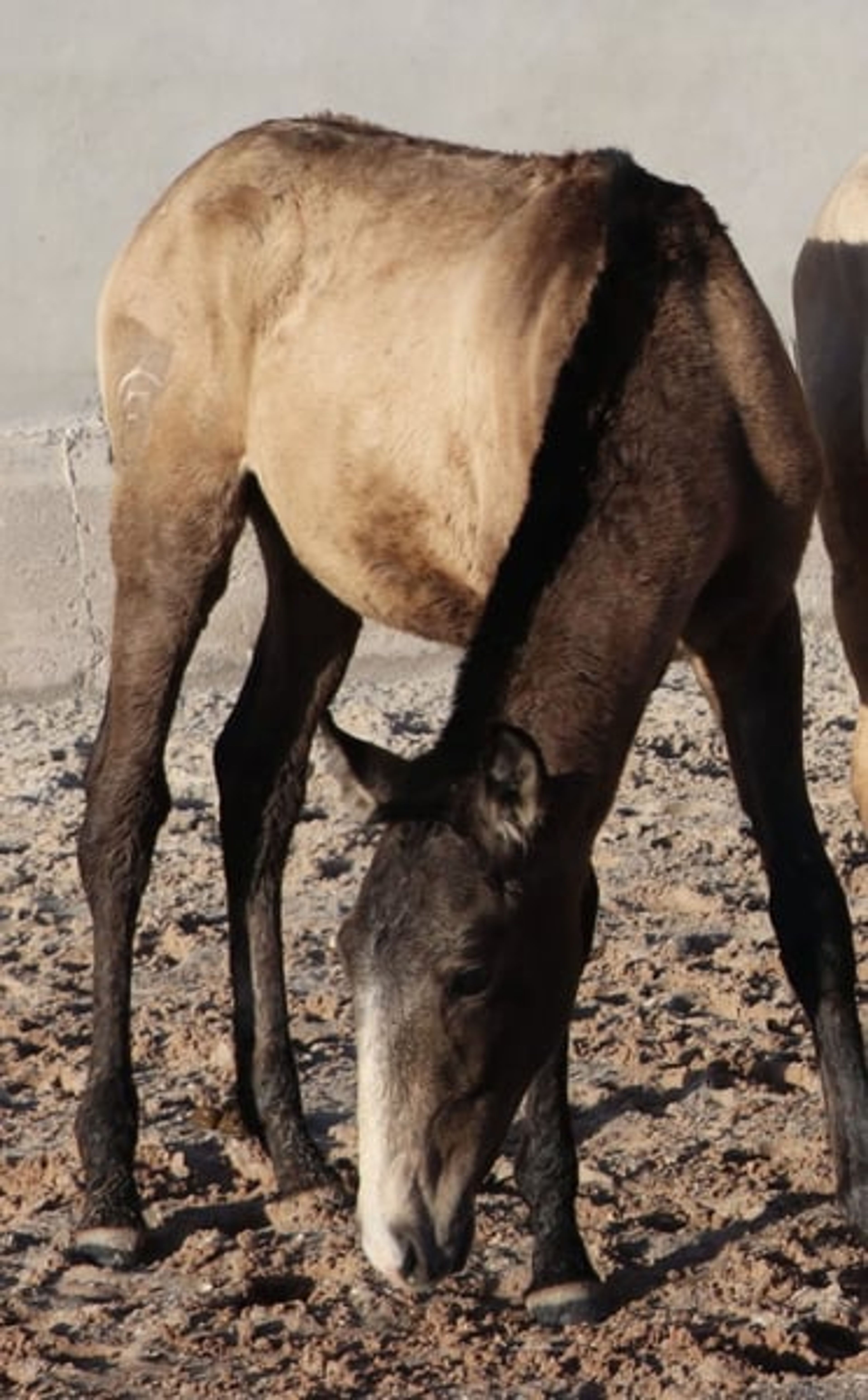 Dark buckskin foal with Adagio genetics and a golden temperament - Image 4
