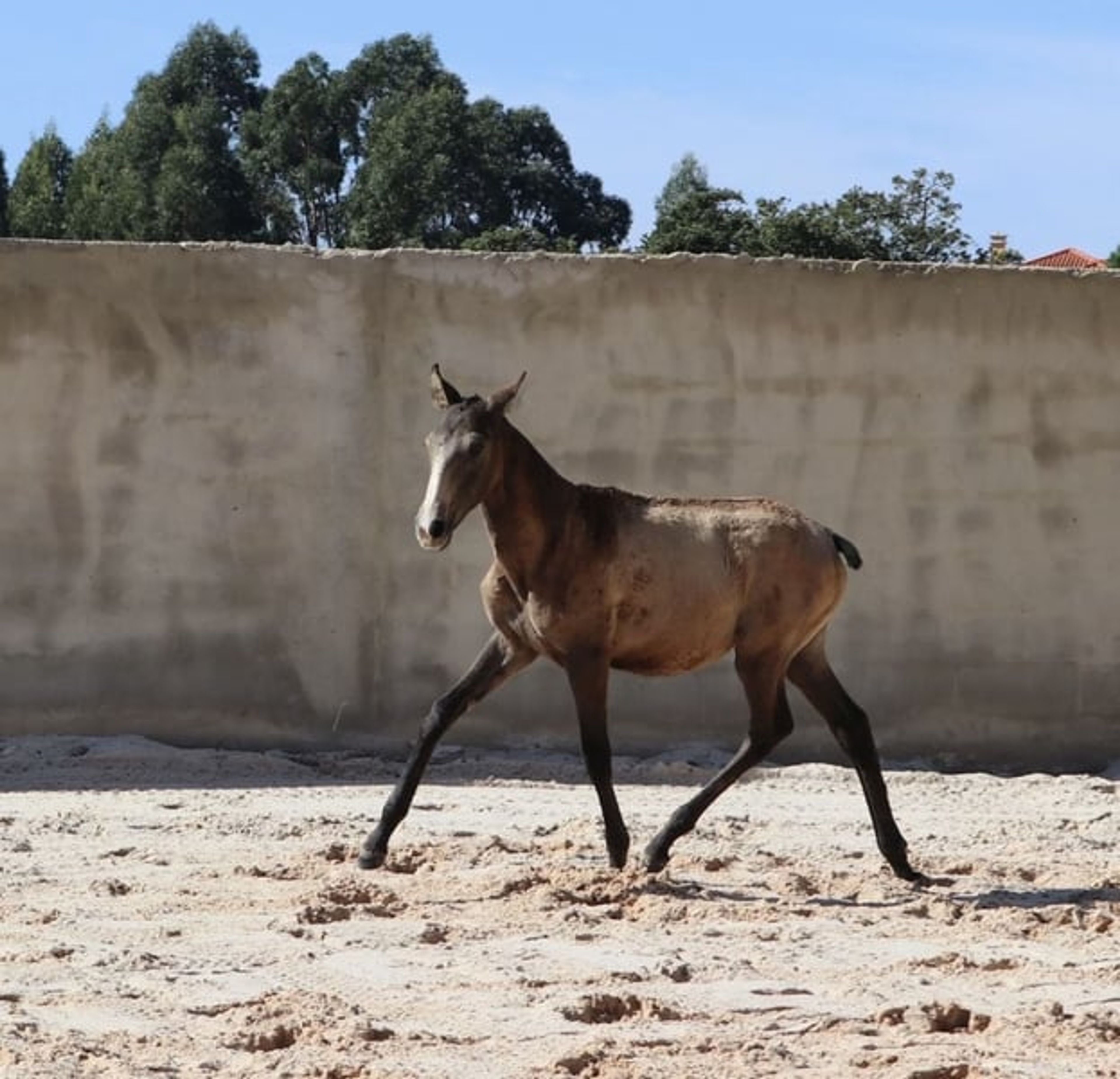 Dark buckskin foal with Adagio genetics and a golden temperament - Image 5