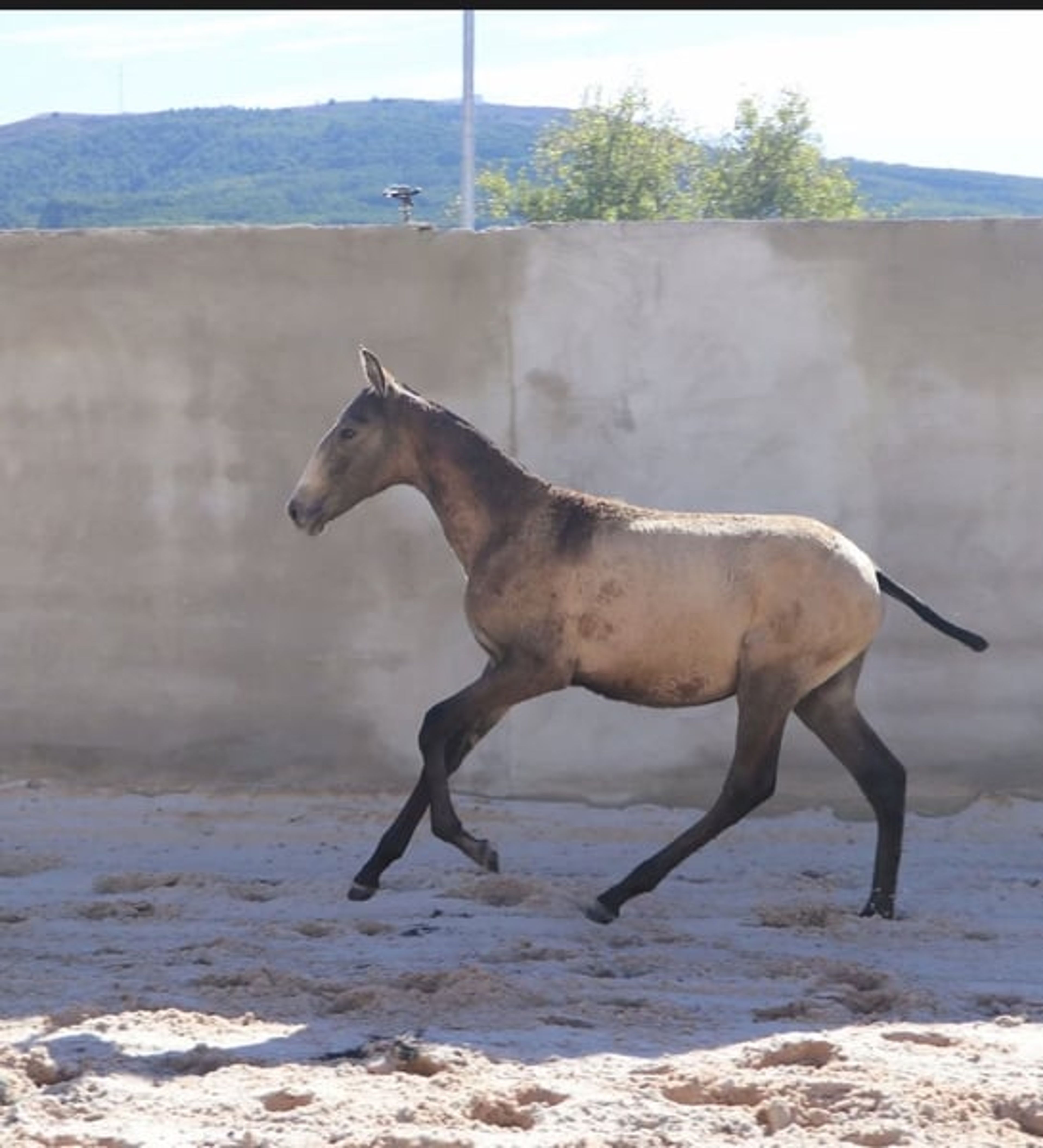 Dark buckskin foal with Adagio genetics and a golden temperament - Image 6