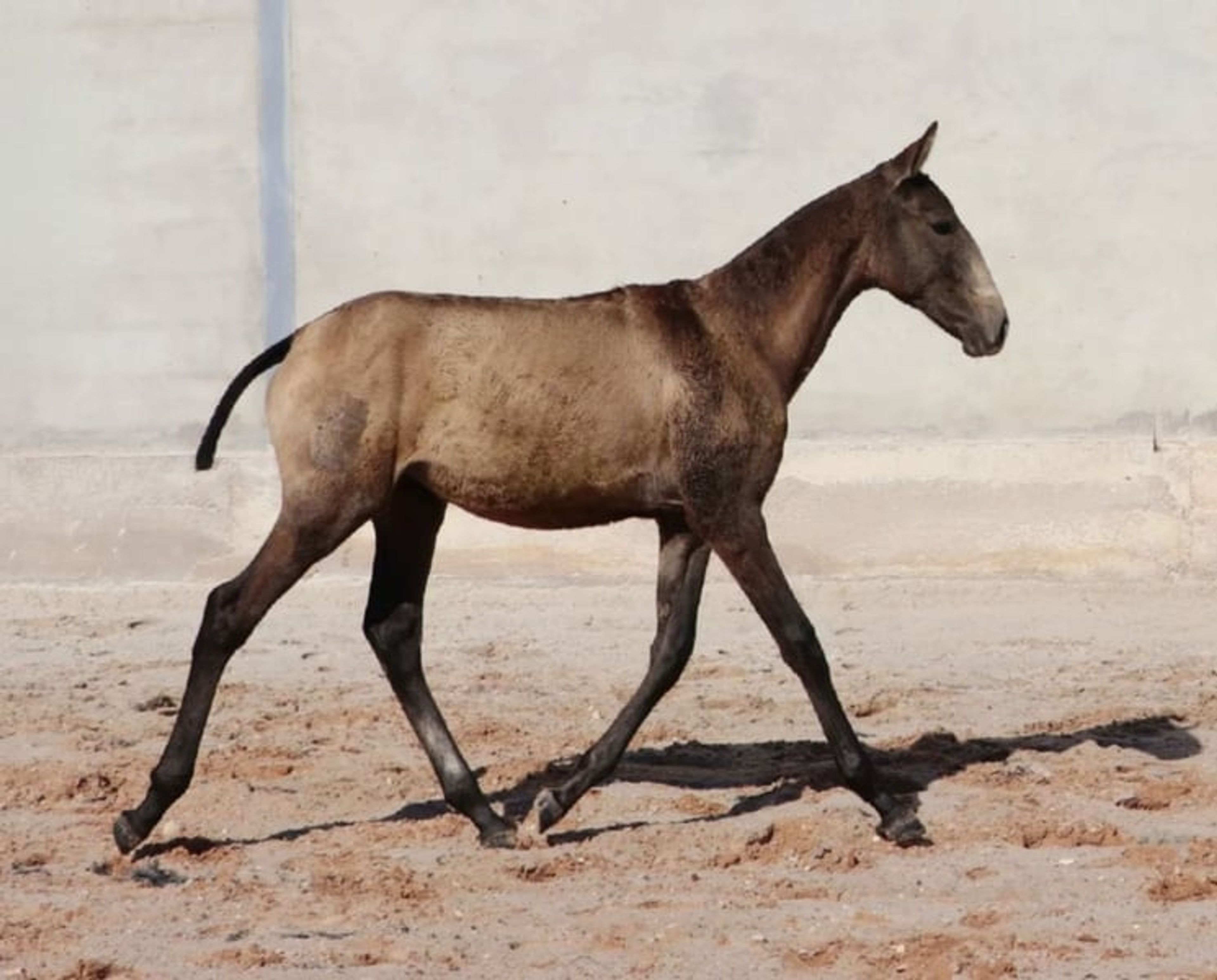 Dark buckskin foal with Adagio genetics and a golden temperament - Image 7