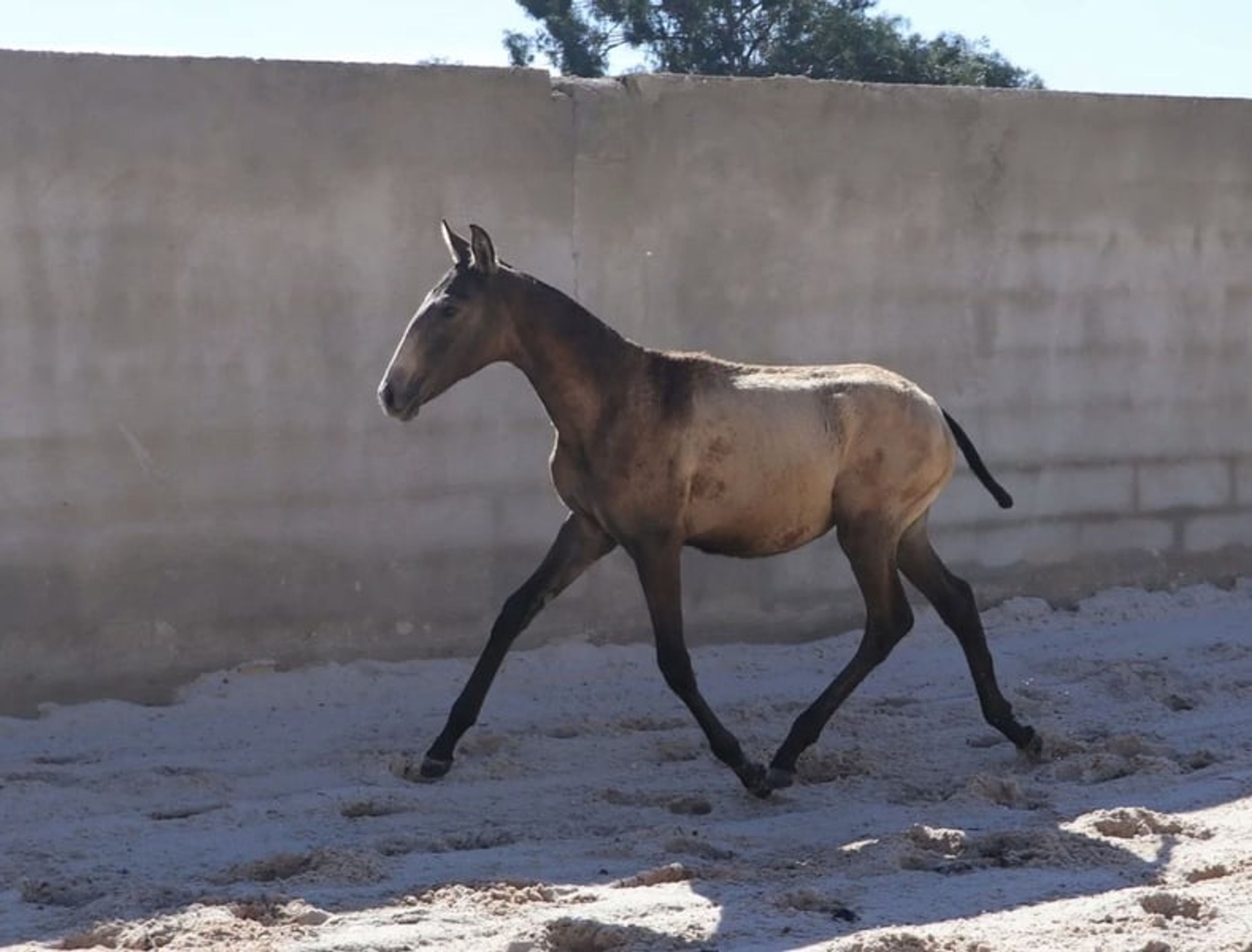 Dark buckskin foal with Adagio genetics and a golden temperament - Image 8