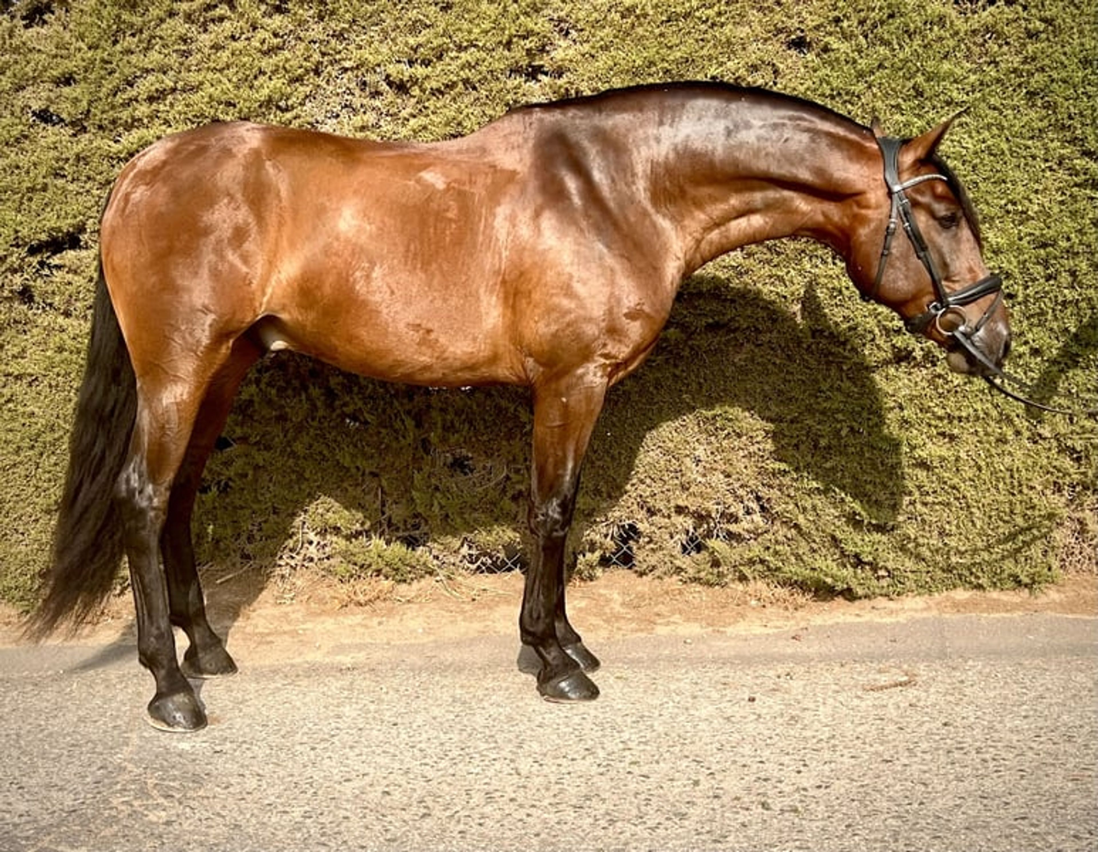 PRE Dressage Horse for Enjoyment