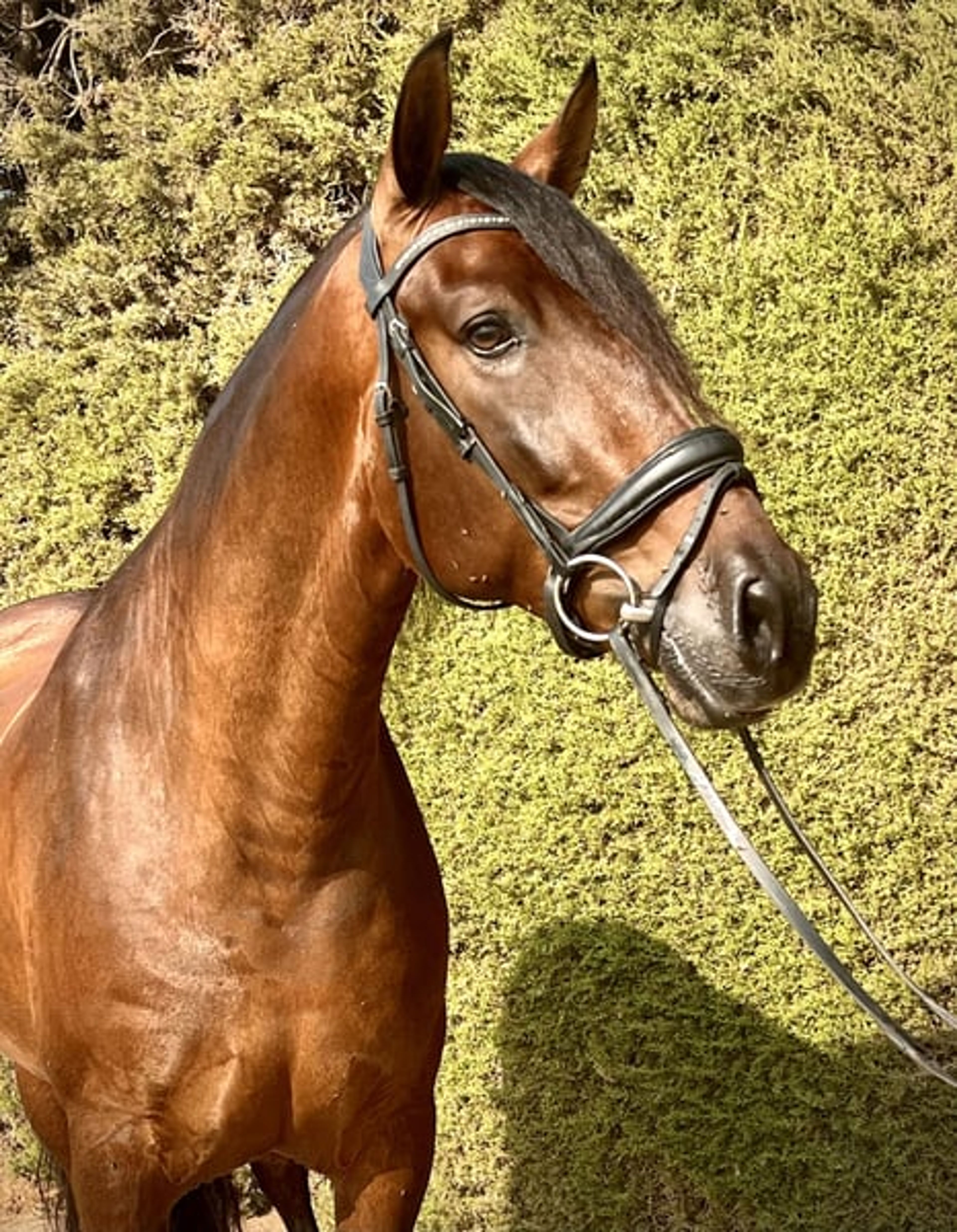 PRE Dressage Horse for Enjoyment - Image 2