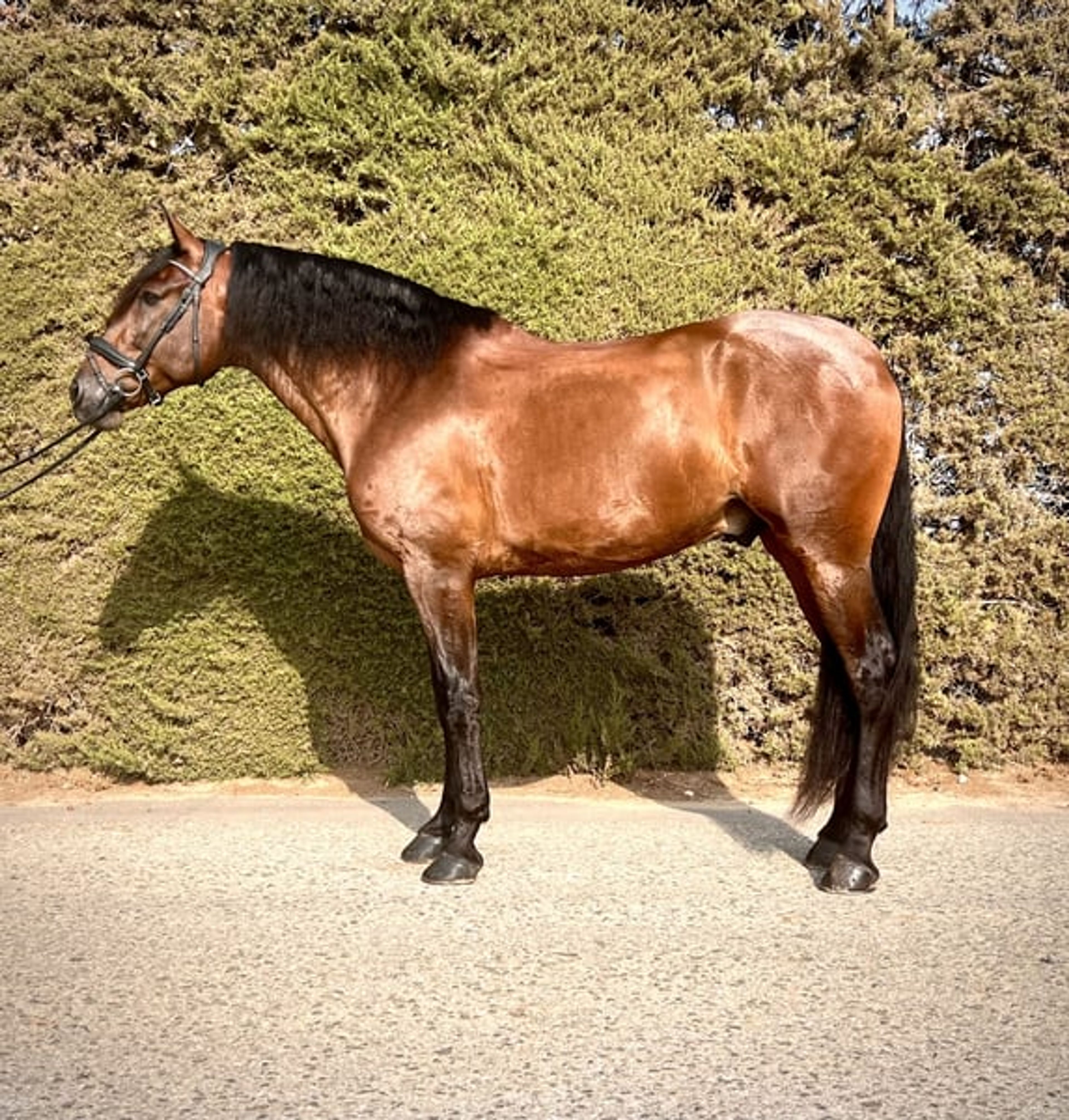 PRE Dressage Horse for Enjoyment - Image 3