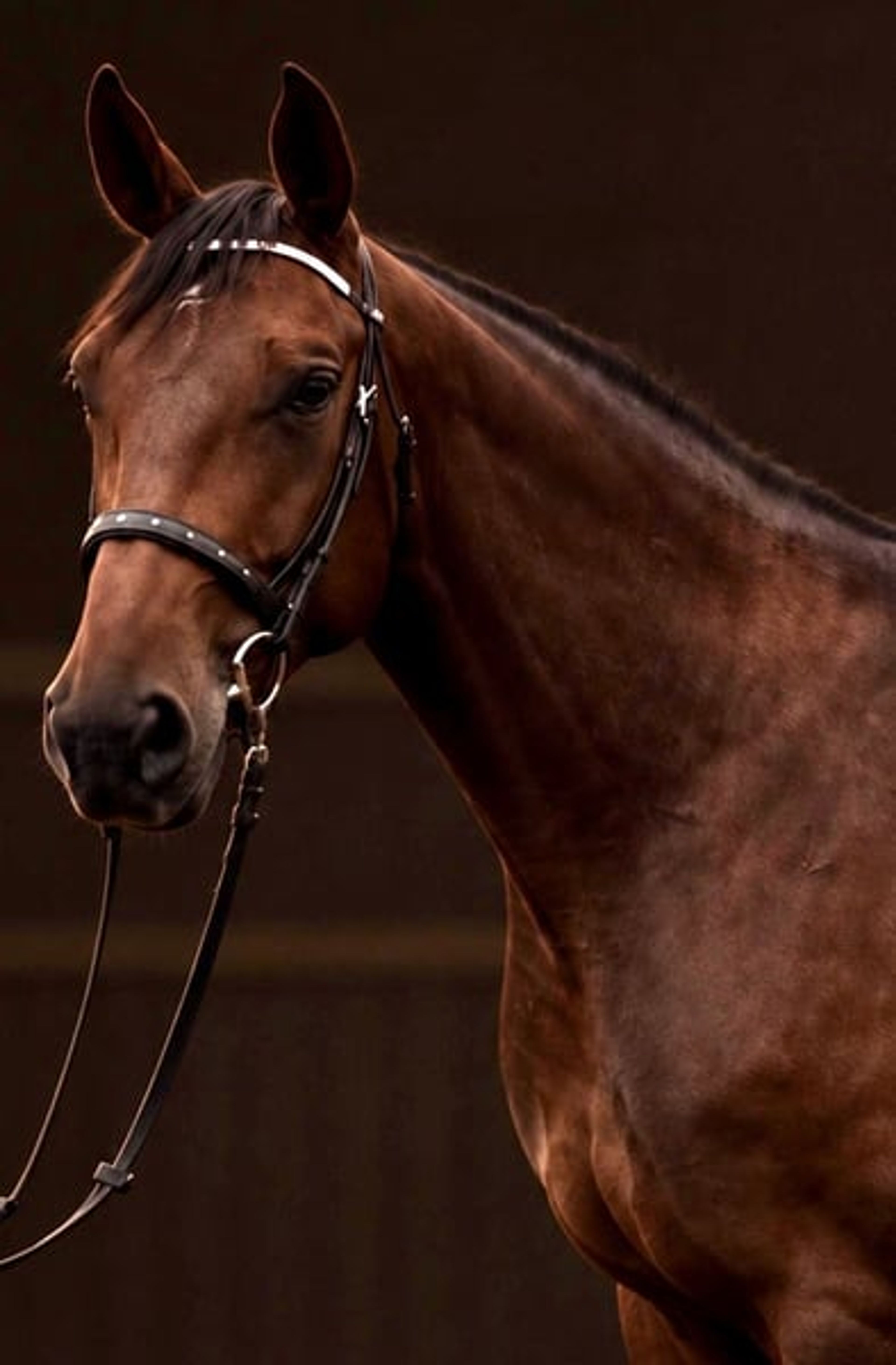 Valentina – Beautiful young dressage mare with a lovely temperament