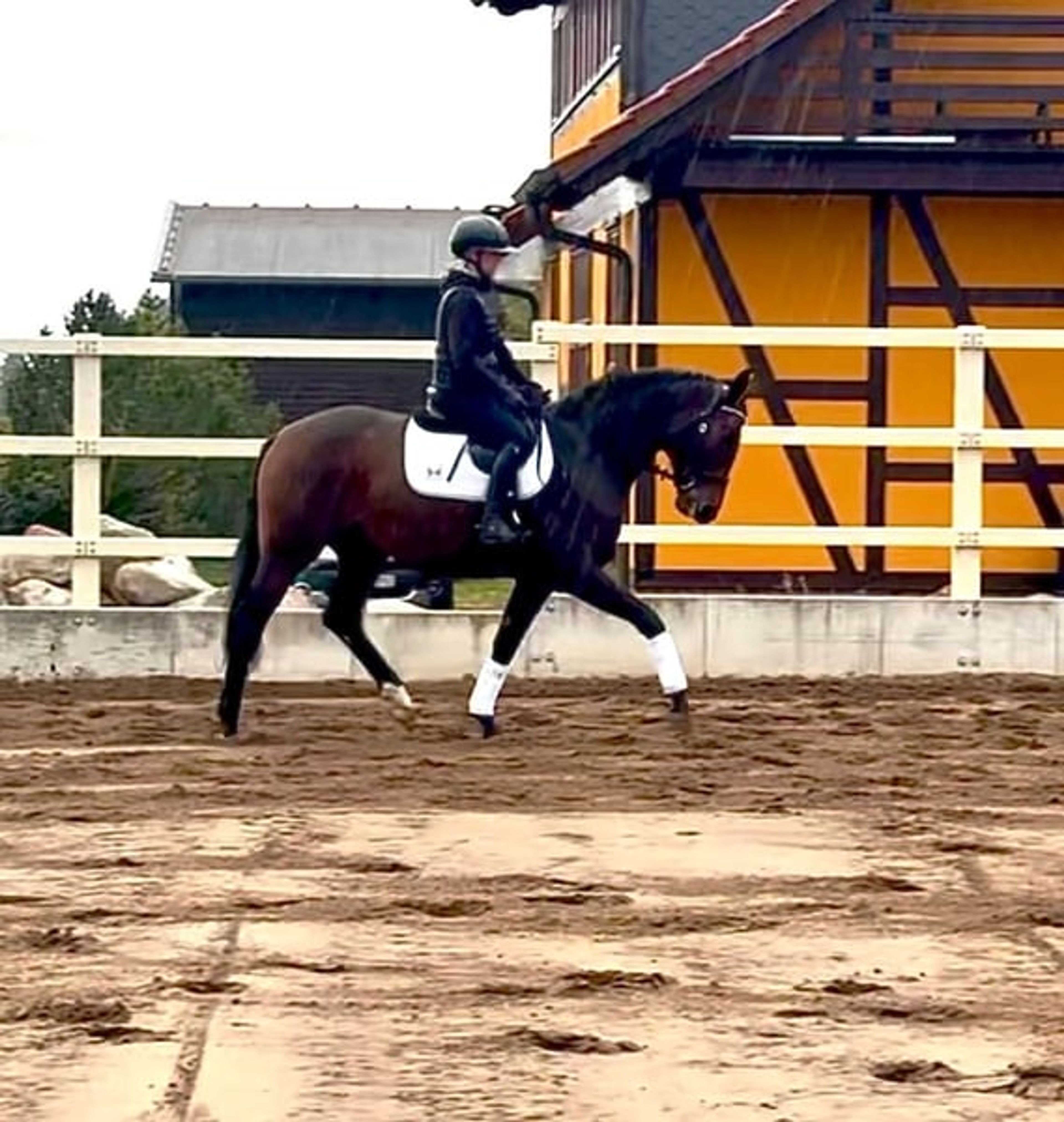 Valentina – Beautiful young dressage mare with a lovely temperament video 2
