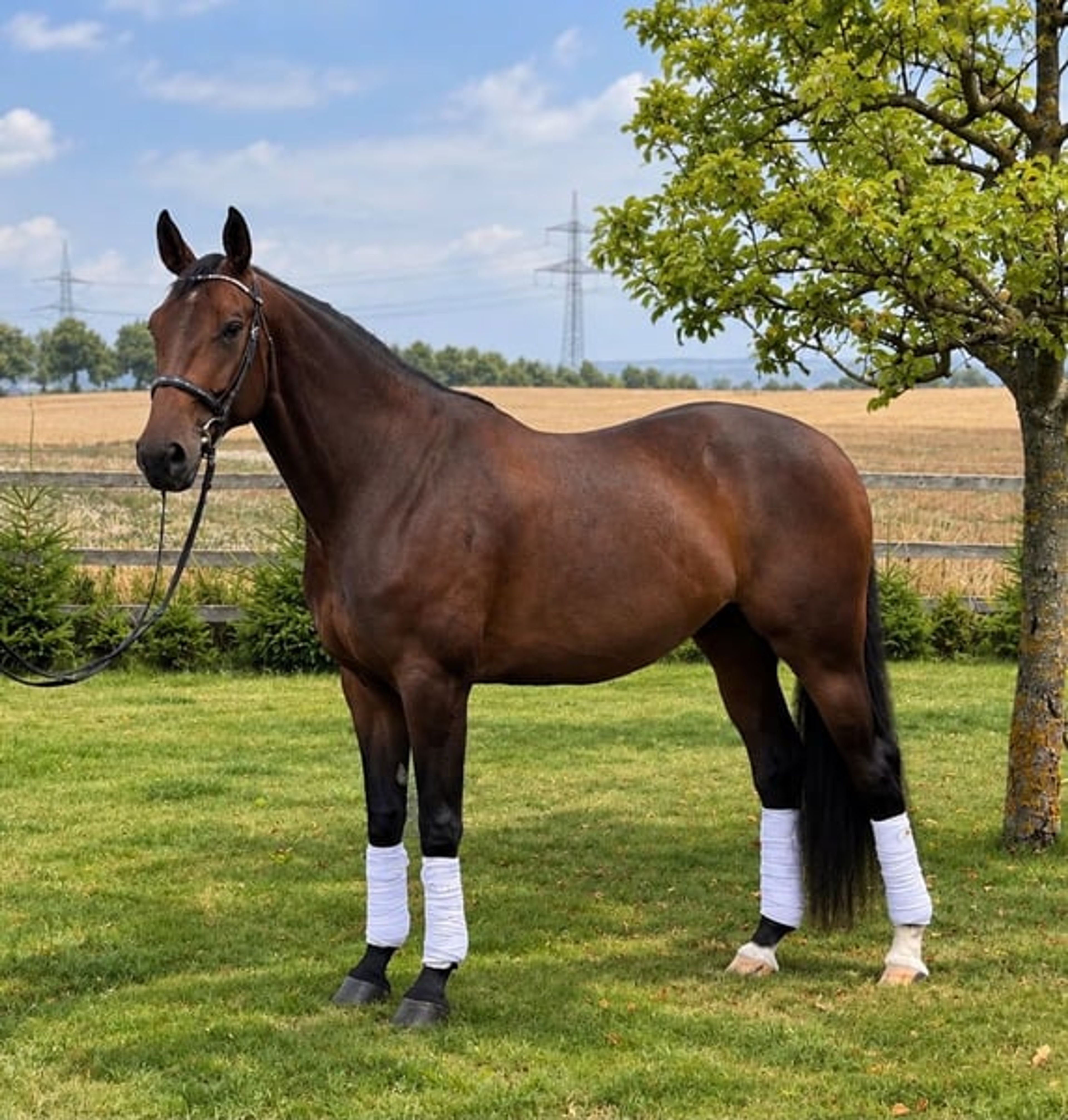 Valentina – Beautiful young dressage mare with a lovely temperament - Image 3