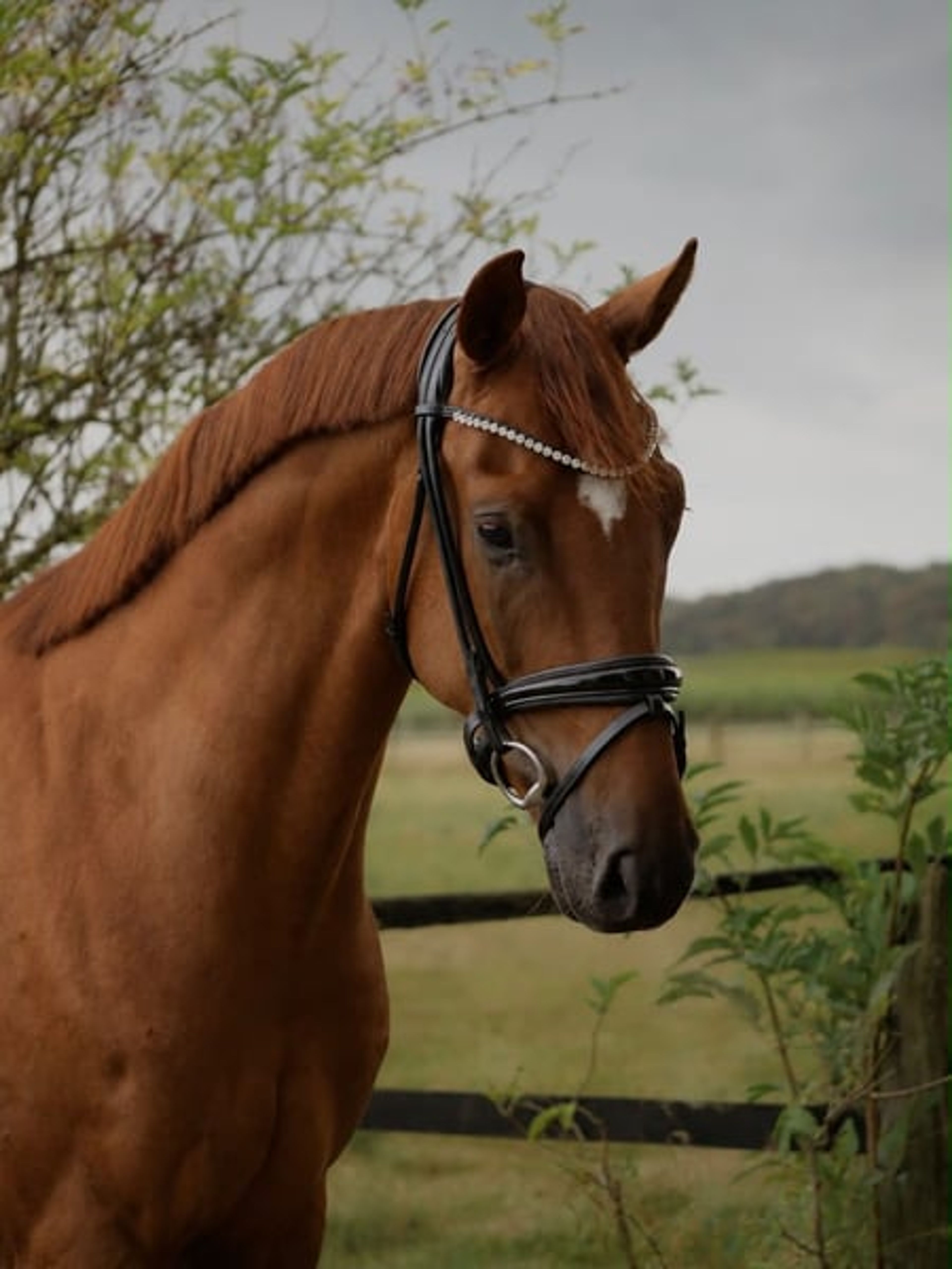 Beautiful dressage horse with excellent gaits and competition experience - Image 2