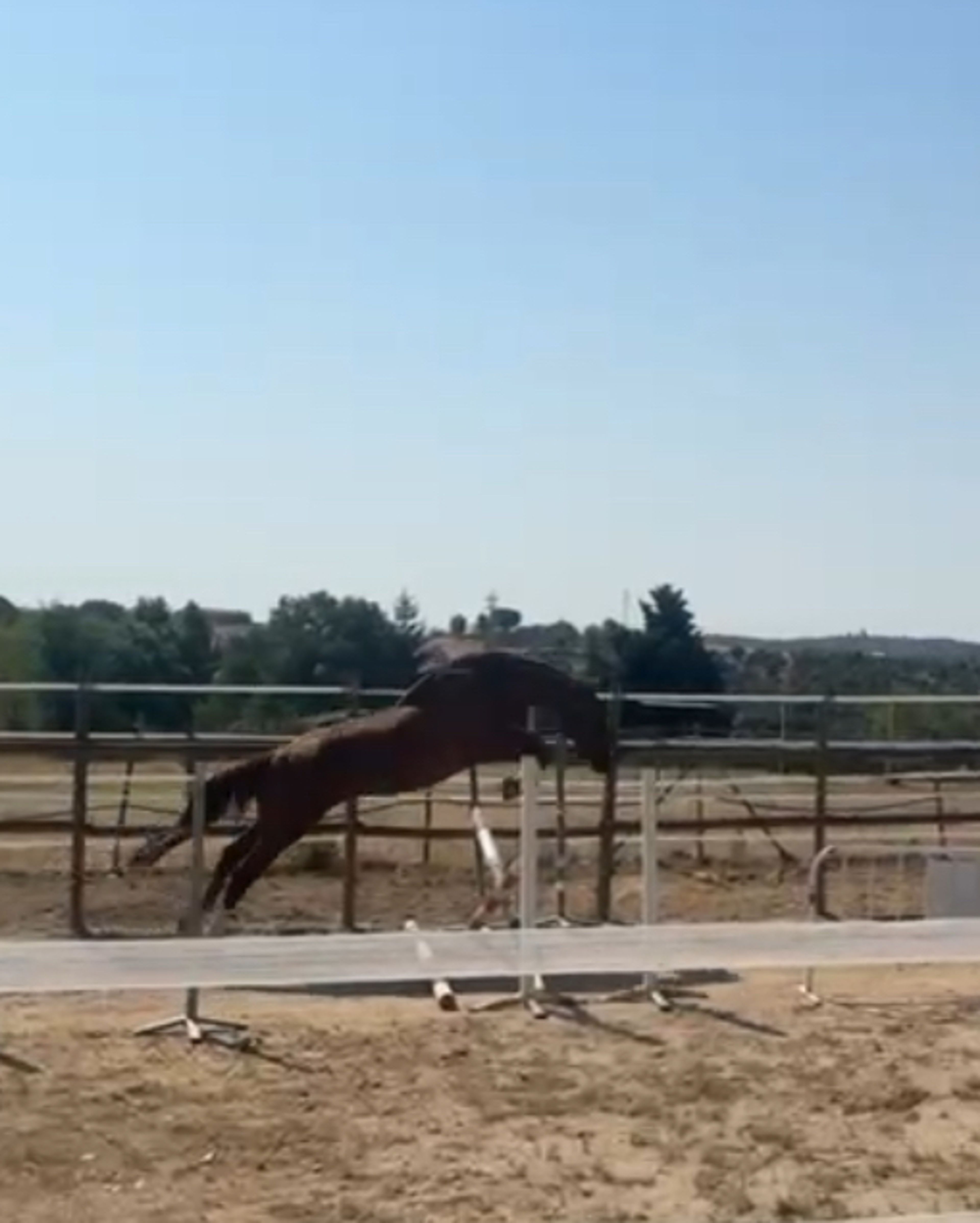 Vino VB ☆ (REPLAY VAN 'T PARADIJS x LORD Z) - Image 1