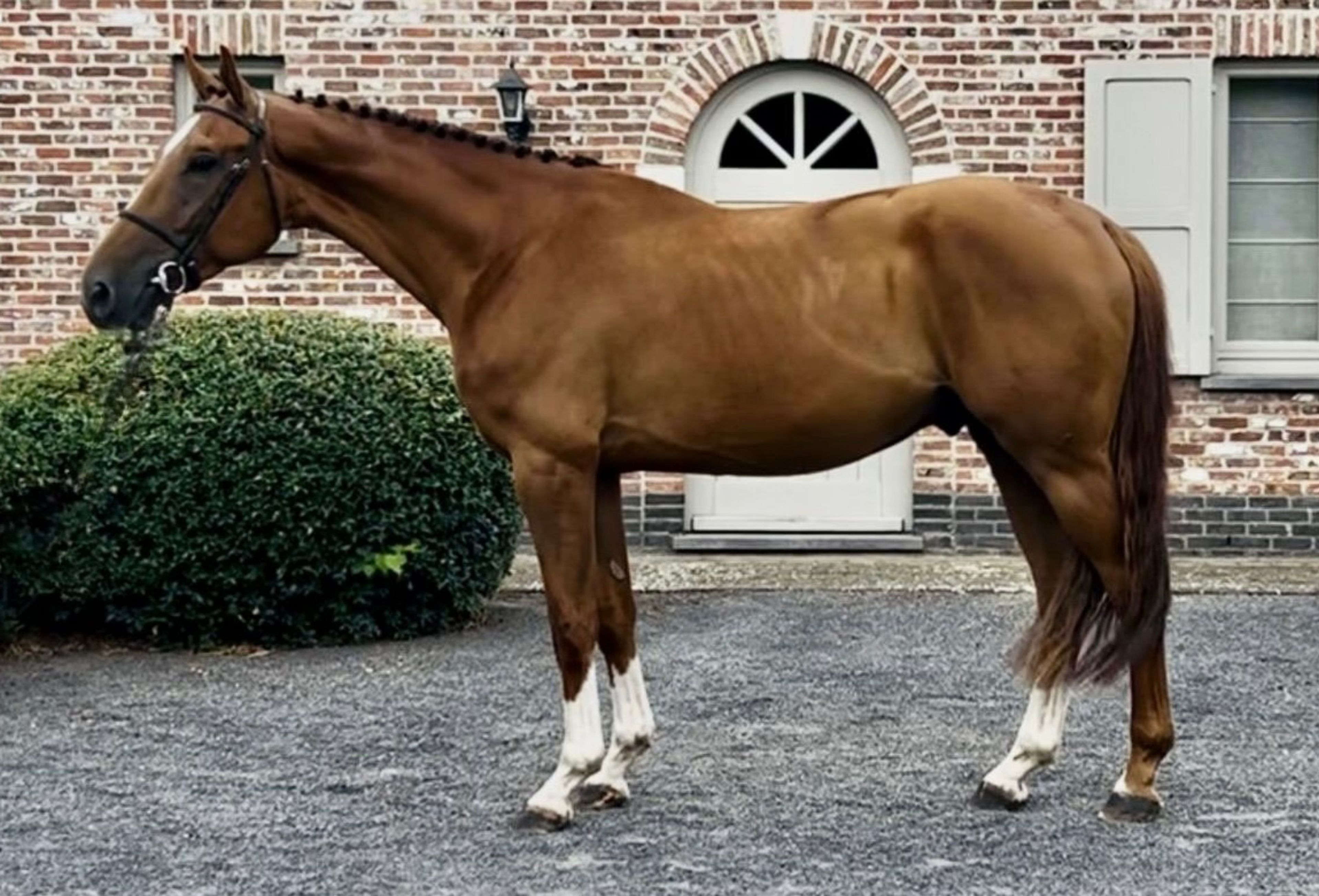 Vino VB ☆ (REPLAY VAN 'T PARADIJS x LORD Z) - Image 2