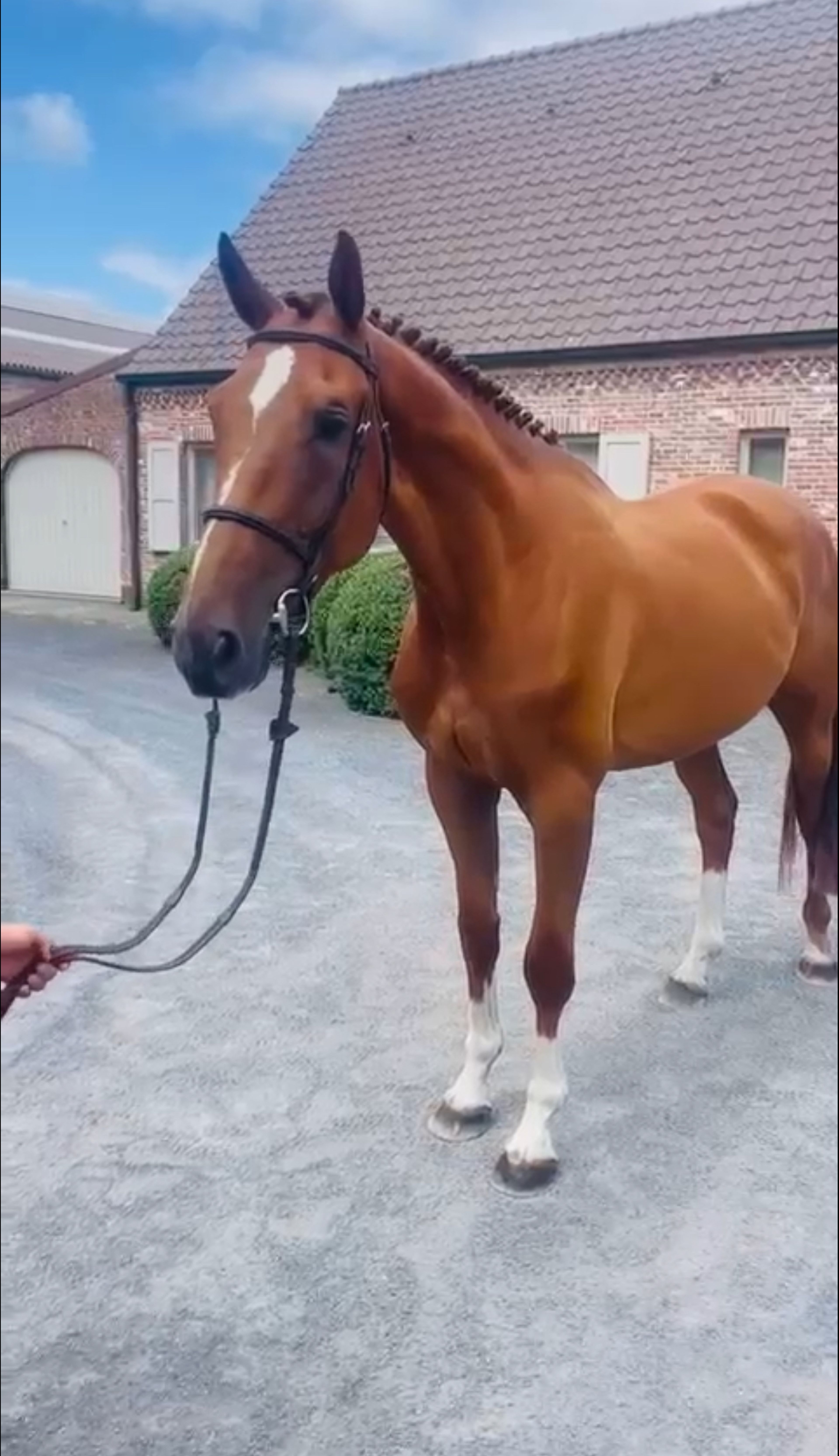 Vino VB ☆ (REPLAY VAN 'T PARADIJS x LORD Z) - Image 3