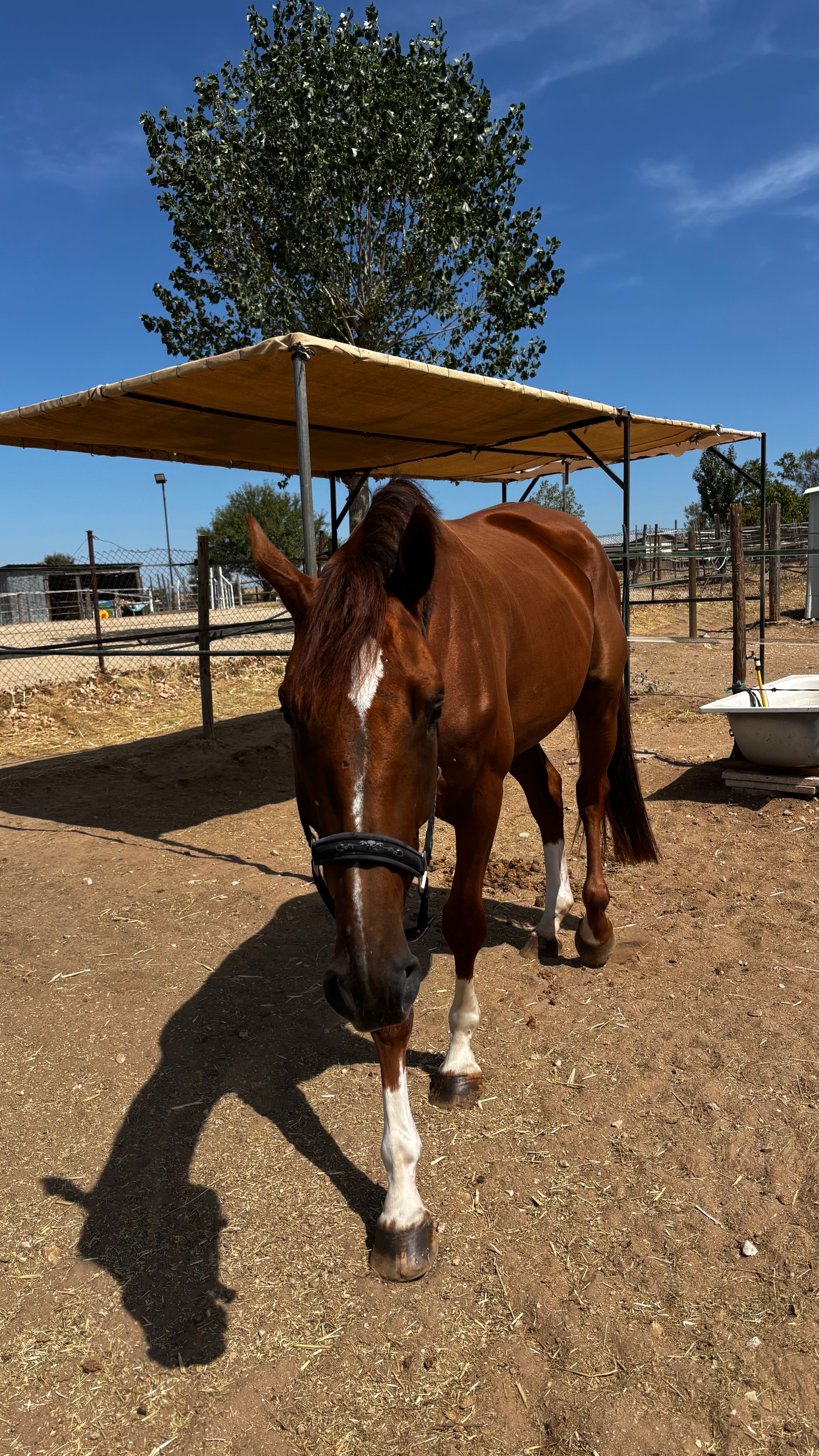 Vino VB ☆ (REPLAY VAN 'T PARADIJS x LORD Z) - Image 5