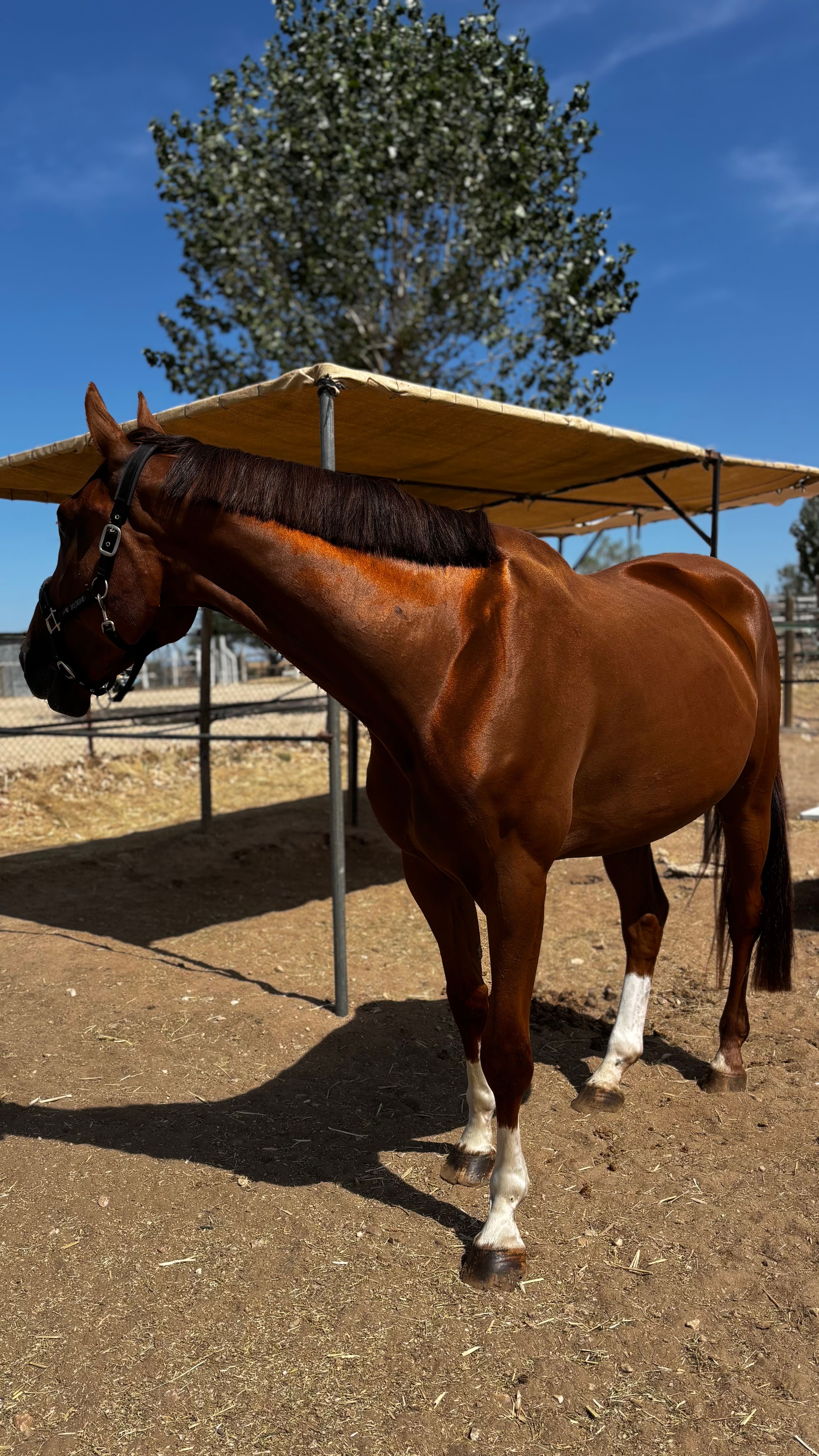 Vino VB ☆ (REPLAY VAN 'T PARADIJS x LORD Z) - Image 6