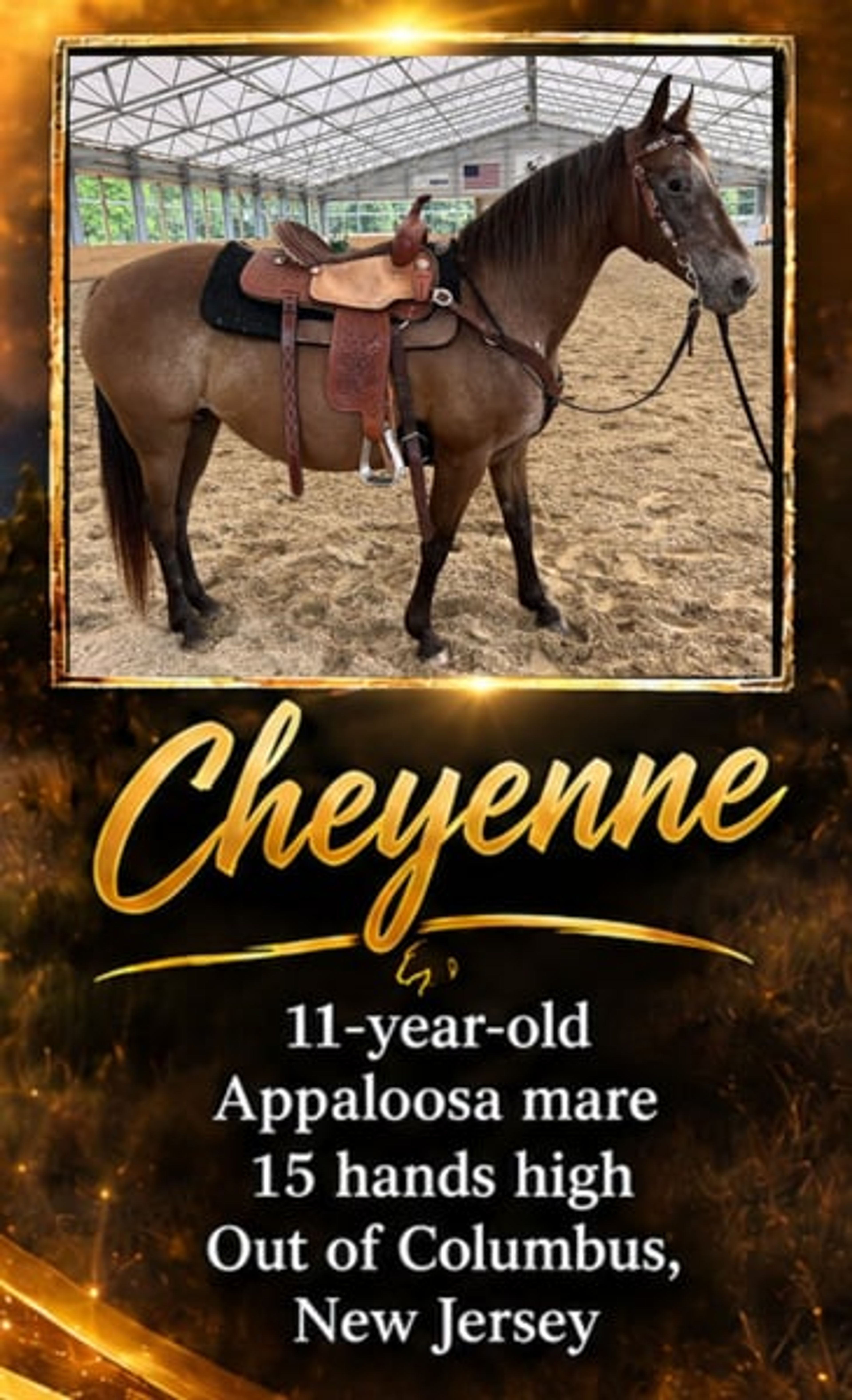 Cheyenne: Eager Trail loving Appaloosa Mare