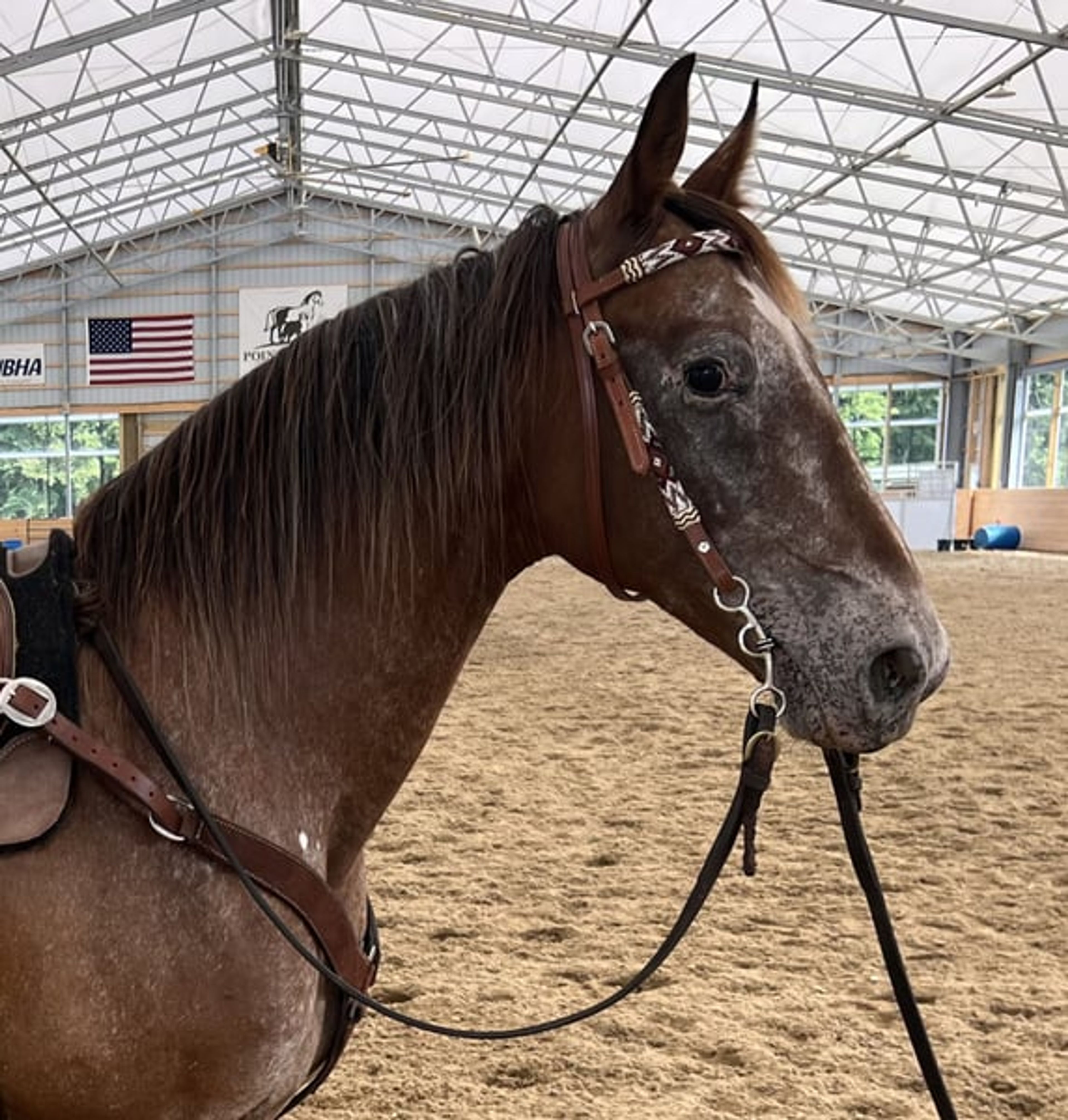 Cheyenne: Eager Trail loving Appaloosa Mare - Image 2