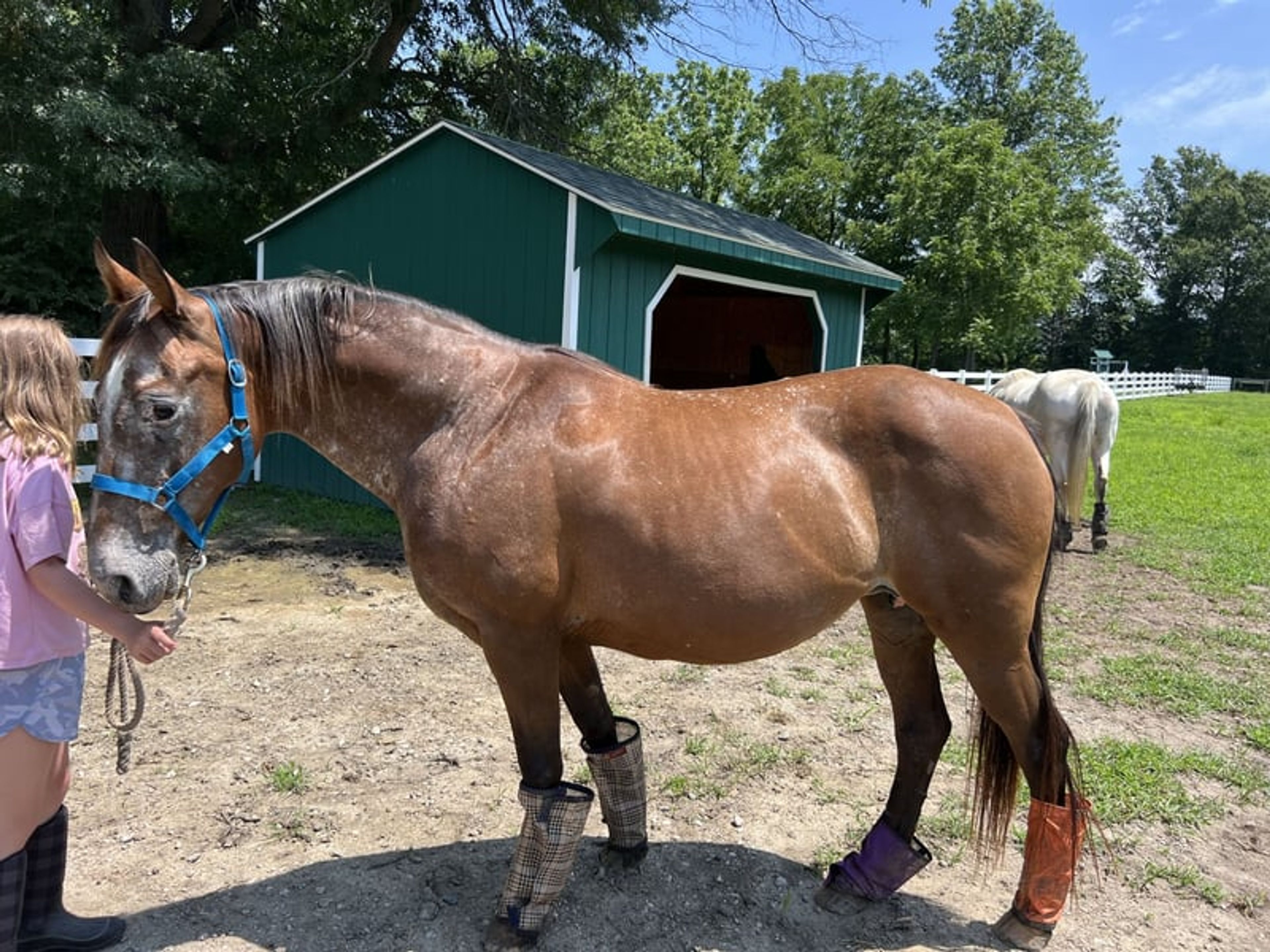 Cheyenne: Eager Trail loving Appaloosa Mare - Image 3