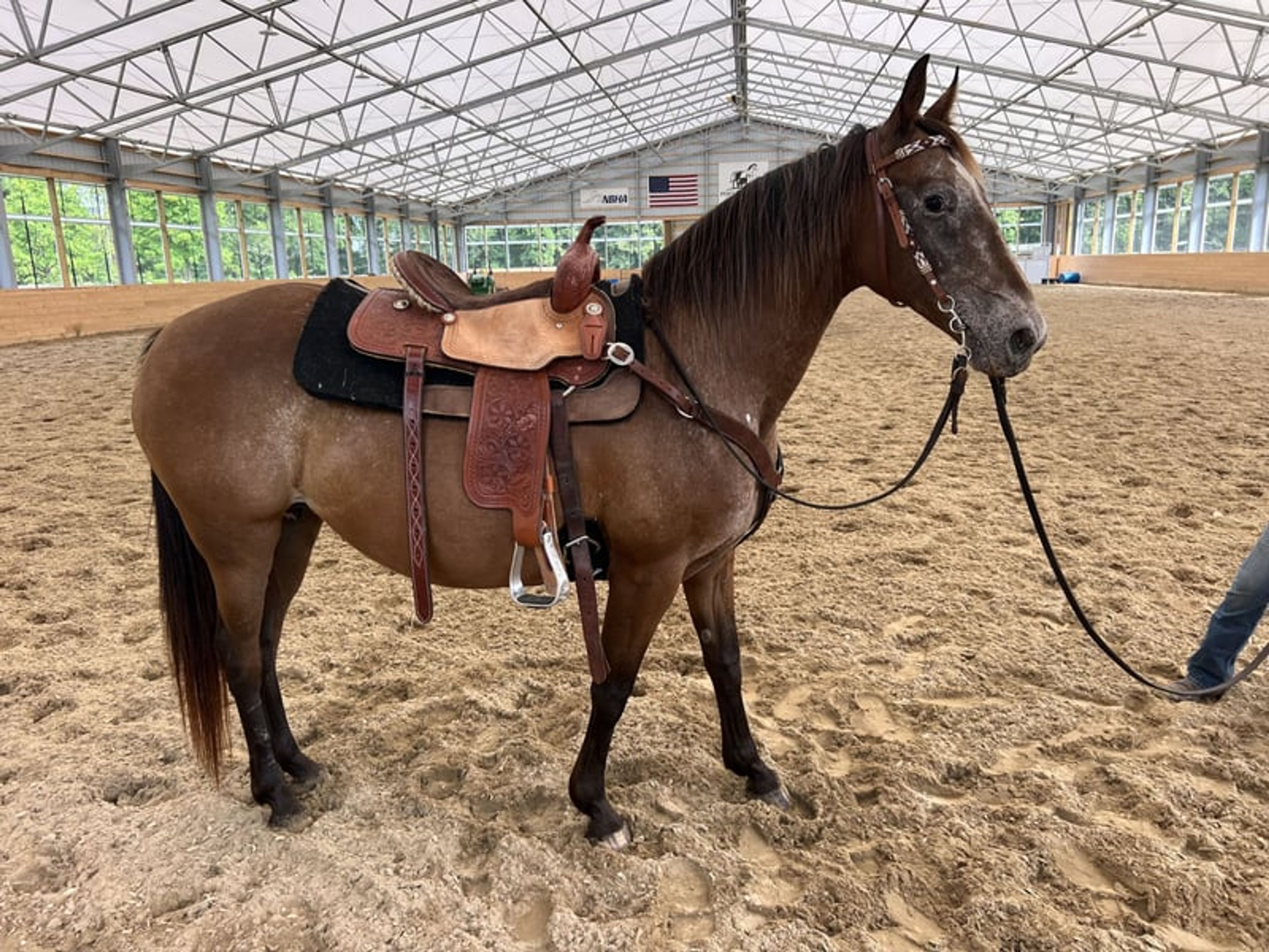 Cheyenne: Eager Trail loving Appaloosa Mare - Image 4