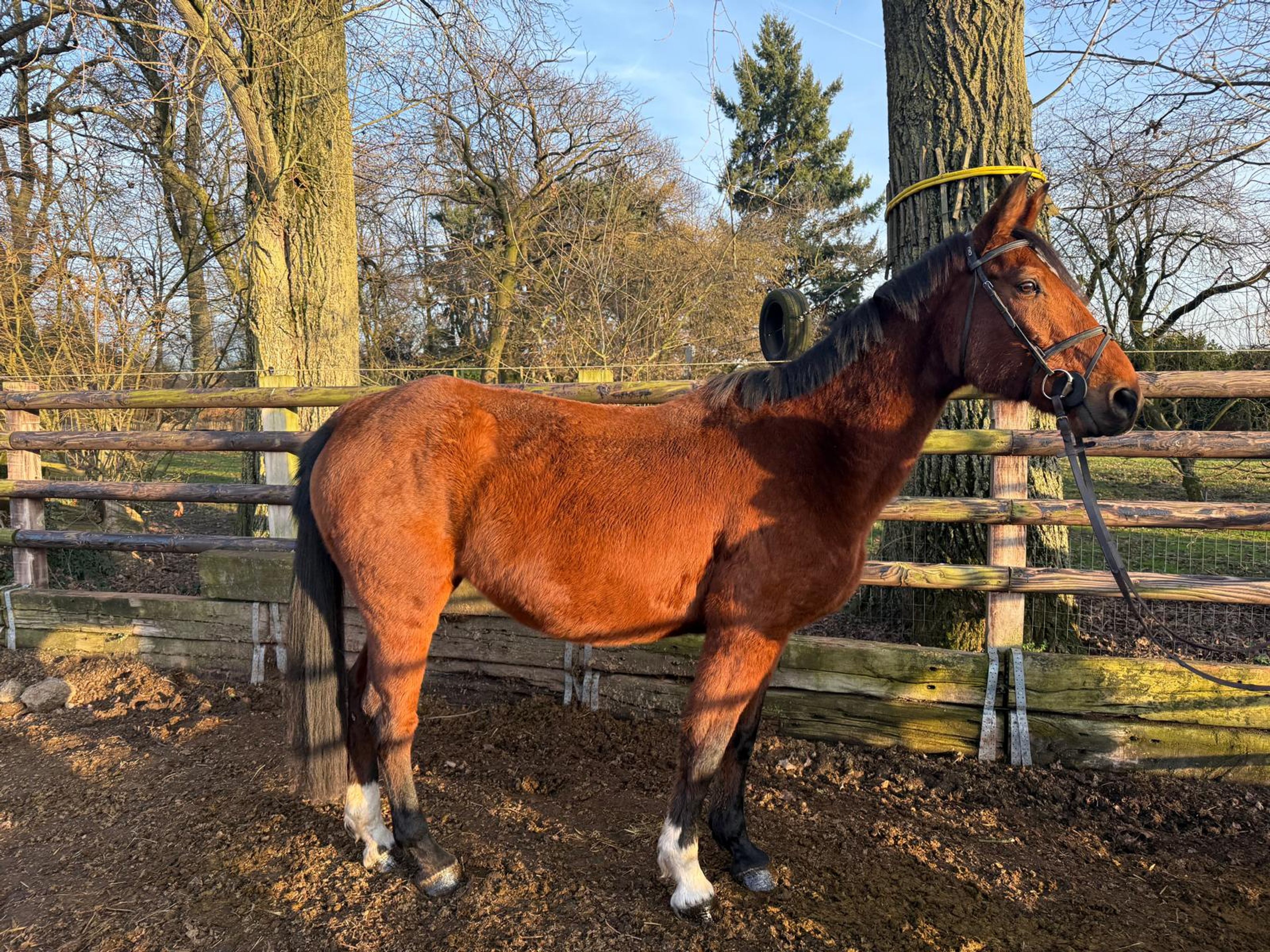 Kara Z(+Cassilano´s Stern) ☆☆ (KANNAN x NABAB DE REVE) - Image 1