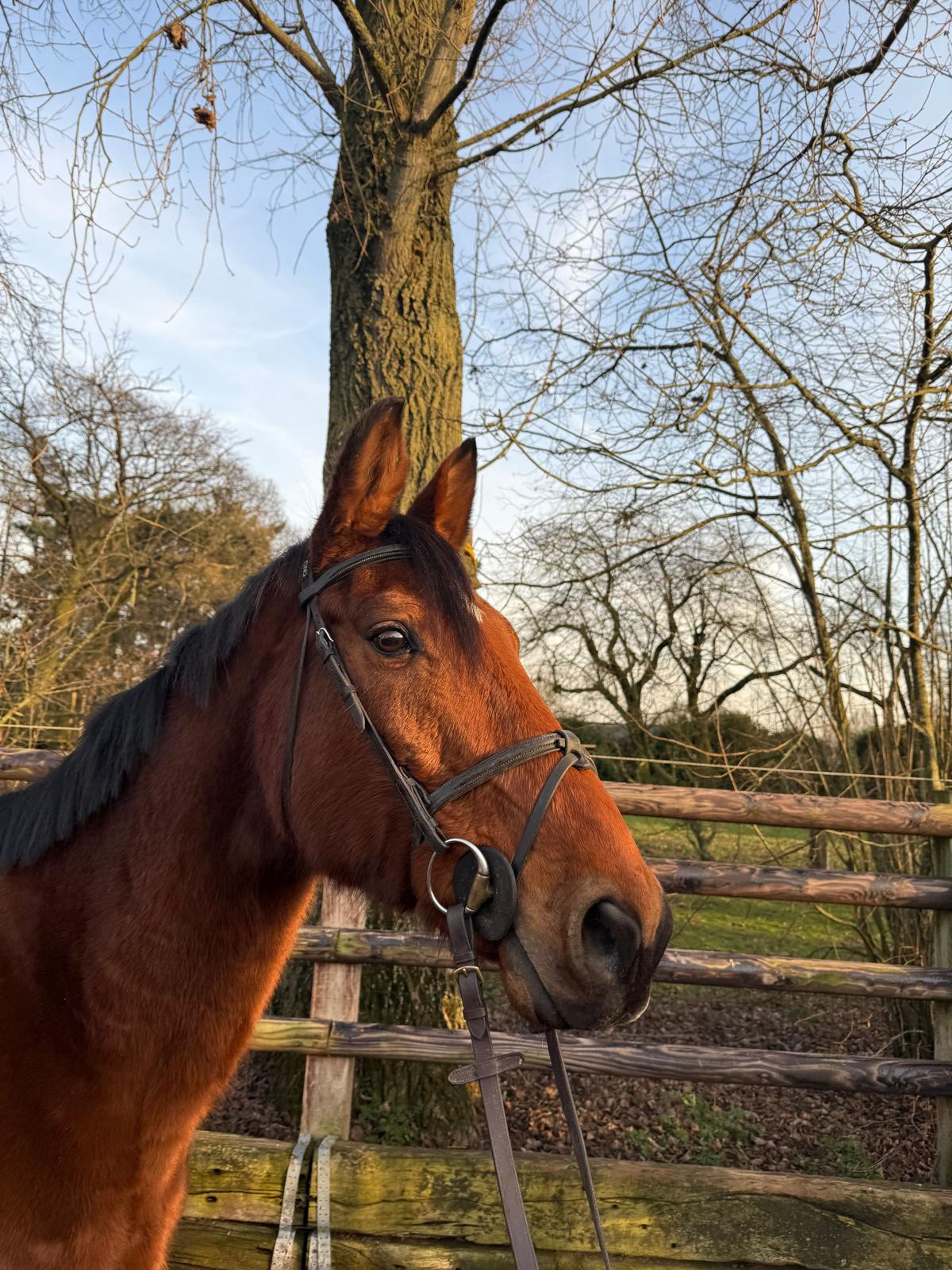 Kara Z(+Cassilano´s Stern) ☆☆ (KANNAN x NABAB DE REVE) - Image 2