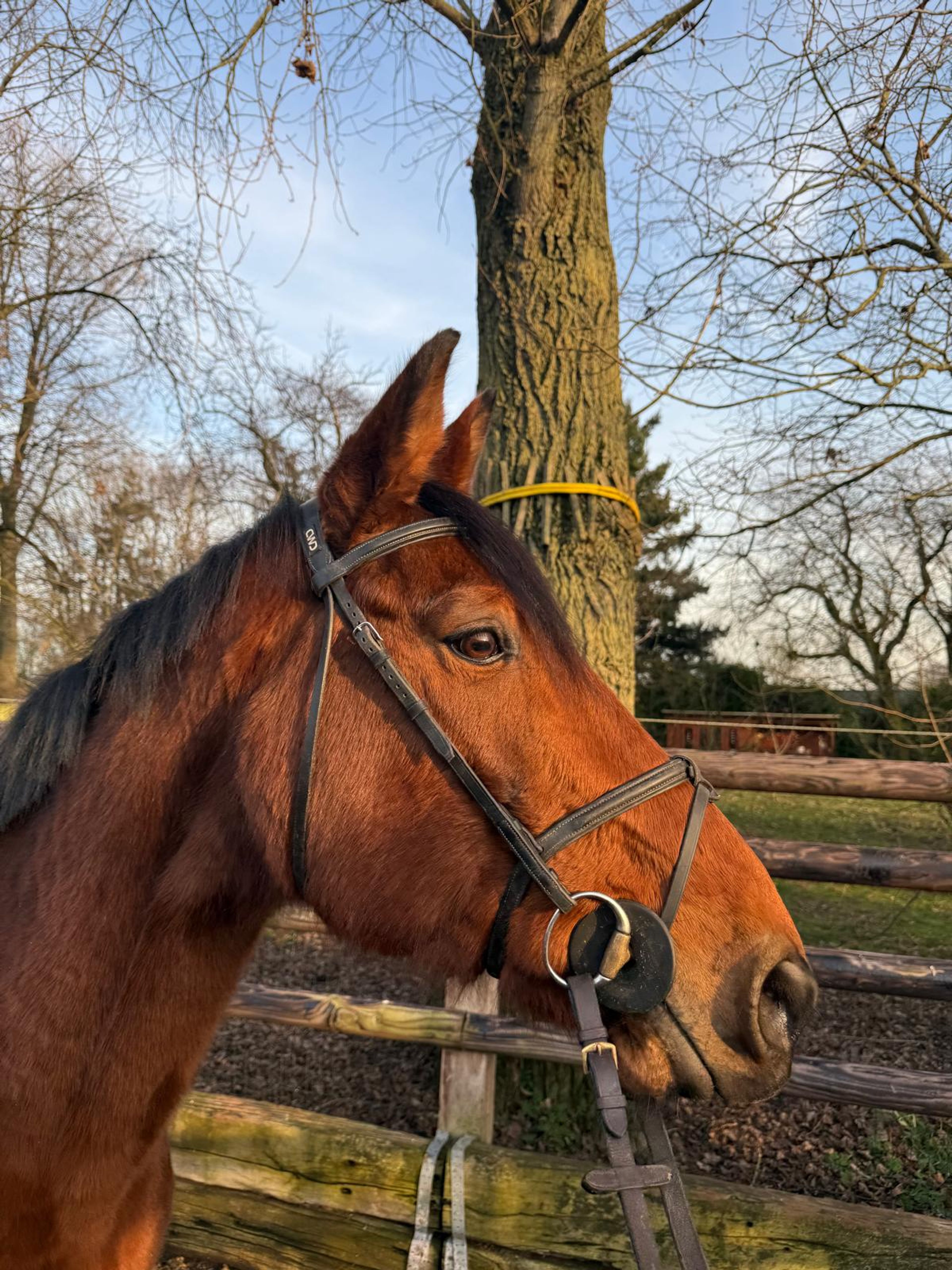 Kara Z(+Cassilano´s Stern) ☆☆ (KANNAN x NABAB DE REVE) - Image 3