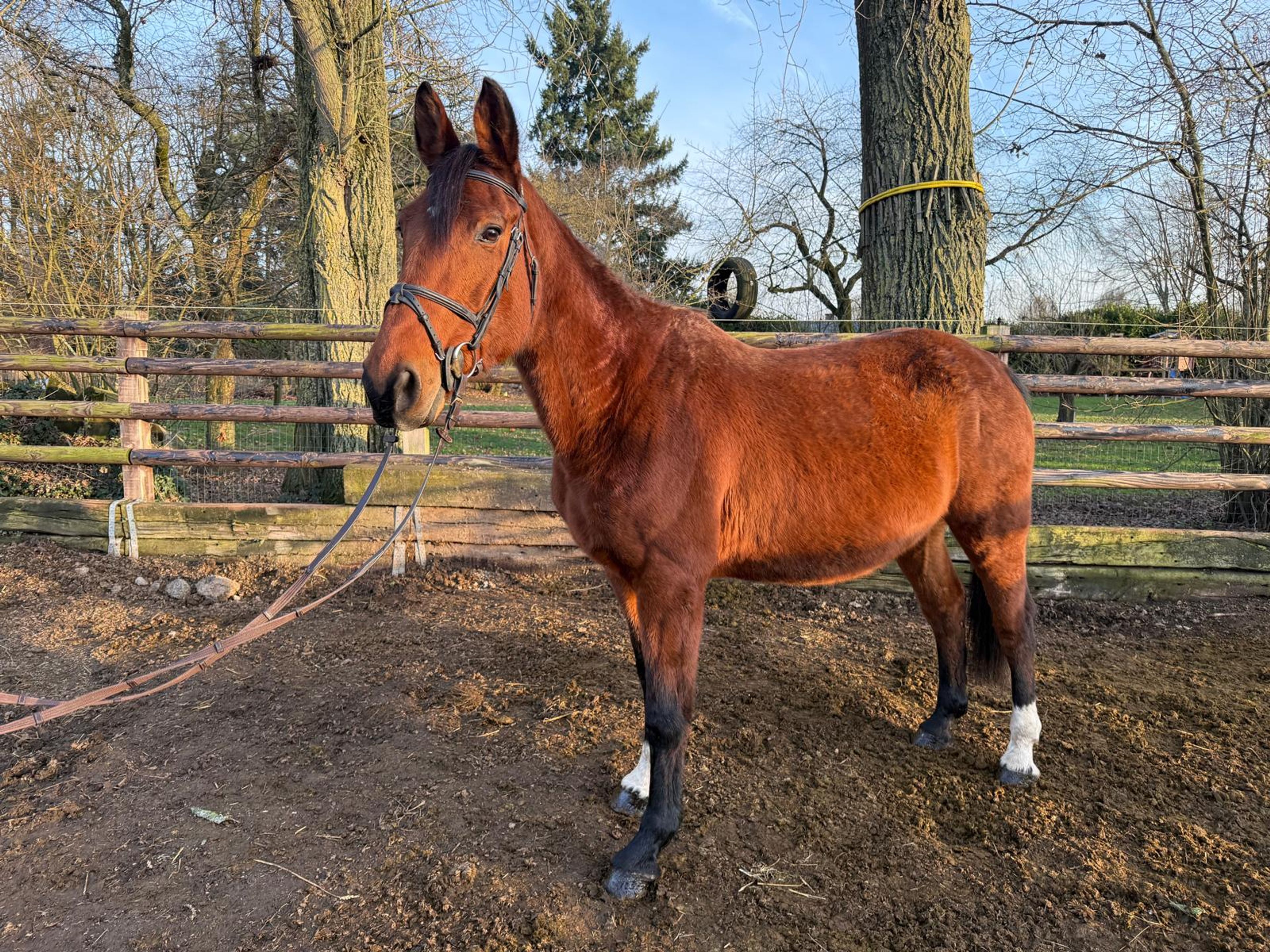 Kara Z(+Cassilano´s Stern) ☆☆ (KANNAN x NABAB DE REVE) - Image 5