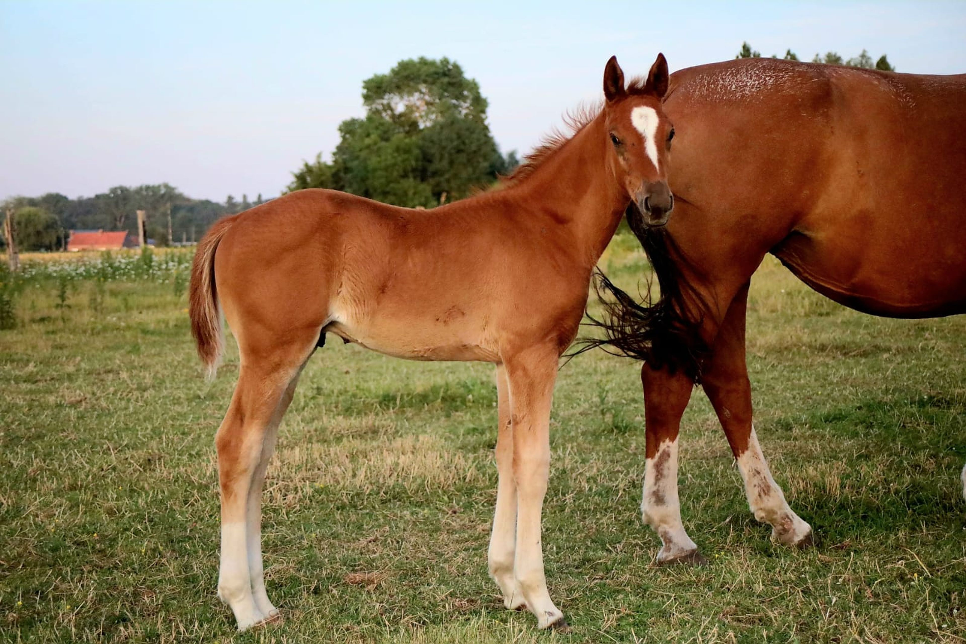 Sirocco van Hof ter Linde Z (SALVADOR DI AREZZO Z x OGANO SITTE) - Image 3