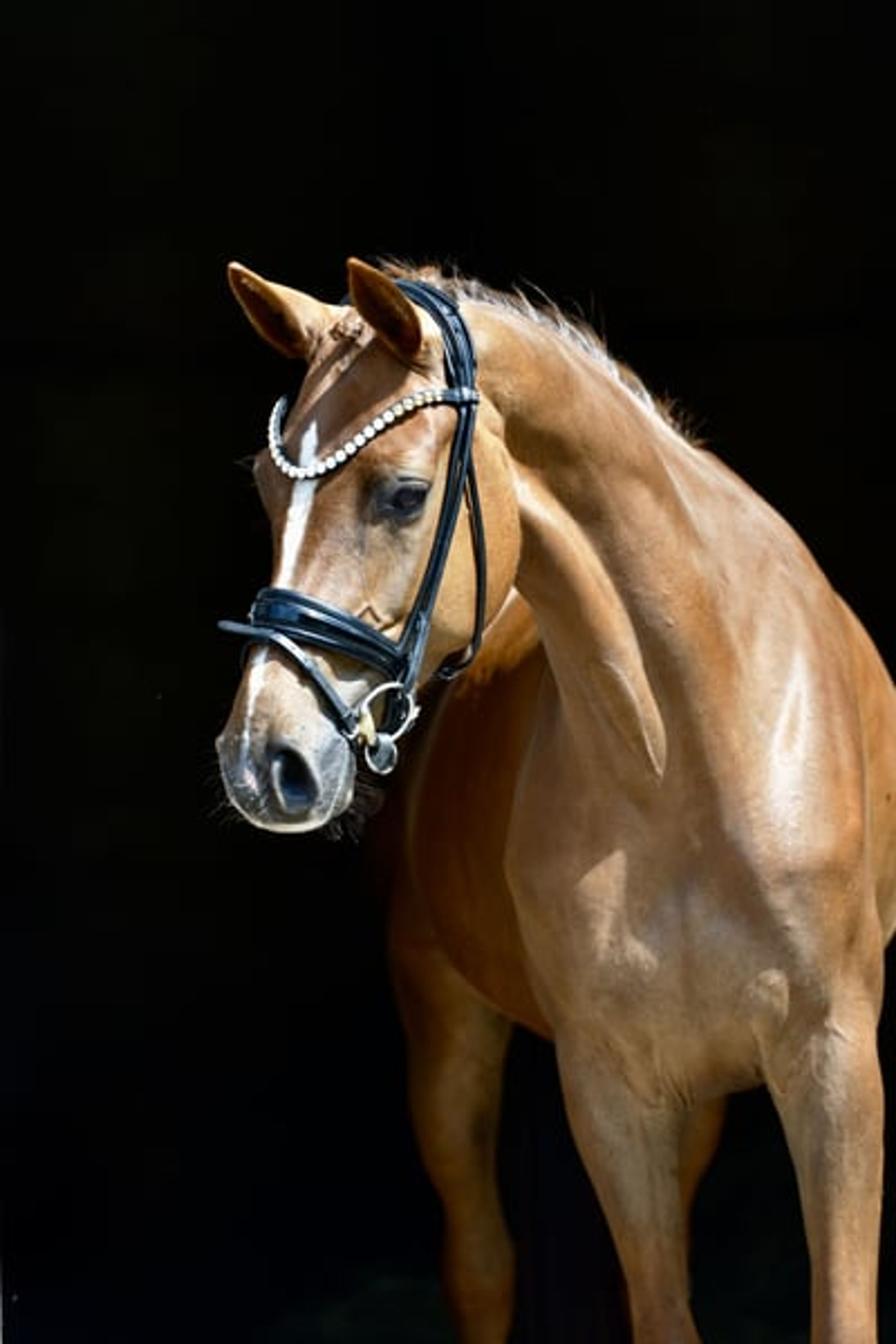 ELLY – 🔥CURRENTLY OFFERED AT A PARTICULARLY ATTRACTIVE PRICE🔥 - Image 2