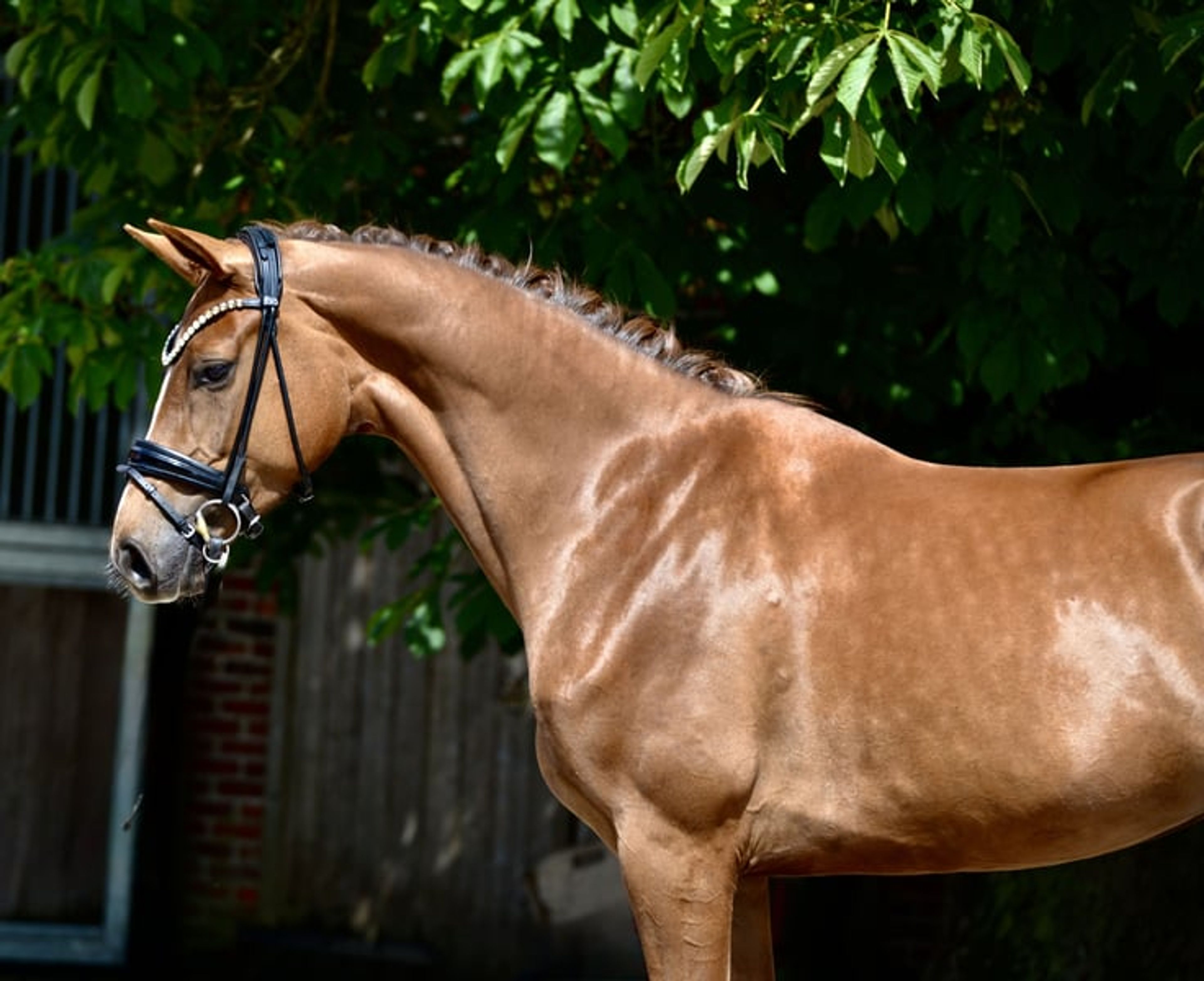 ELLY – 🔥CURRENTLY OFFERED AT A PARTICULARLY ATTRACTIVE PRICE🔥 - Image 4