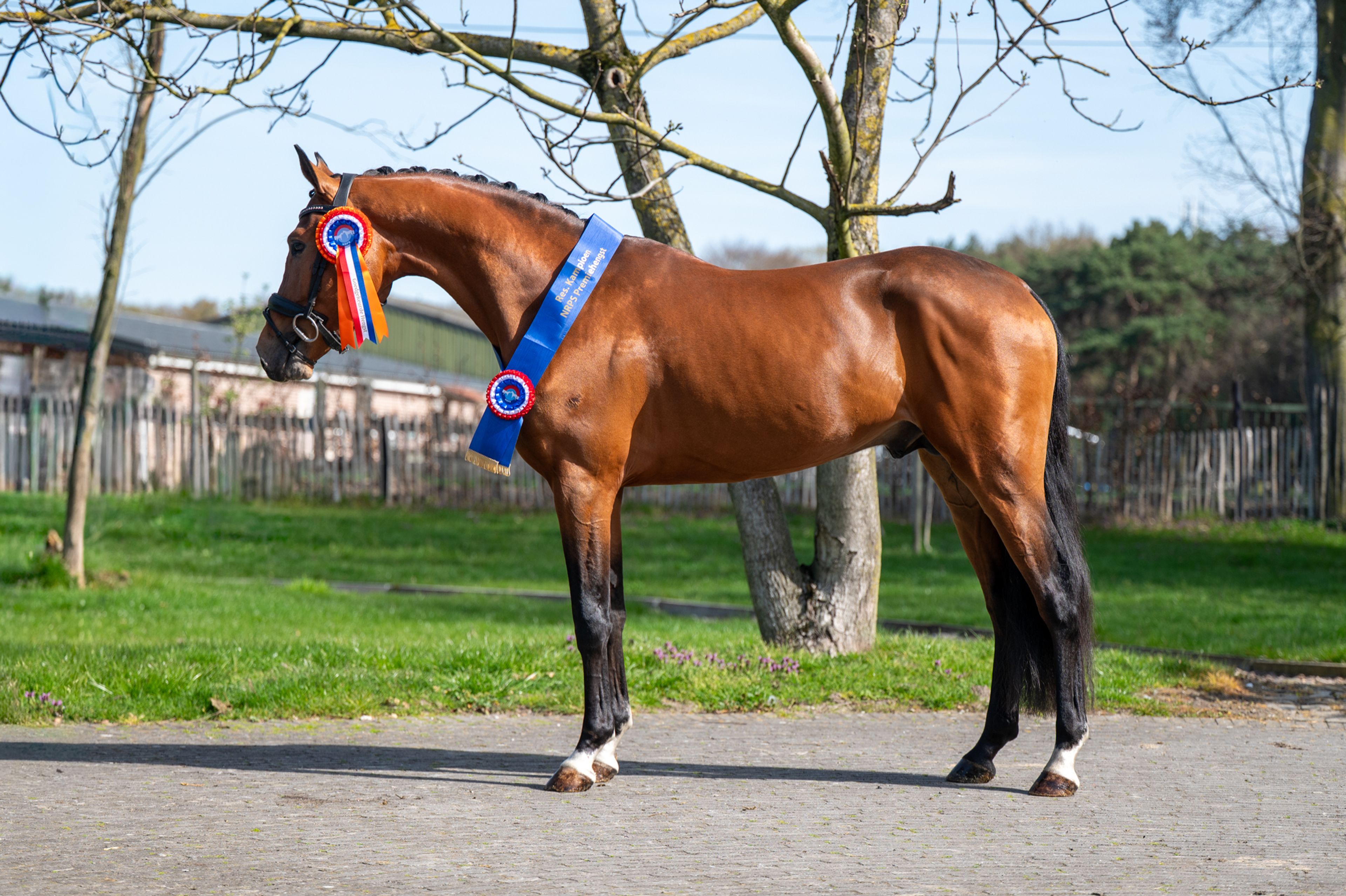 Knock Out van Equi Center (KASPER VAN EQUI CENTER x IRAKION) - Image 1