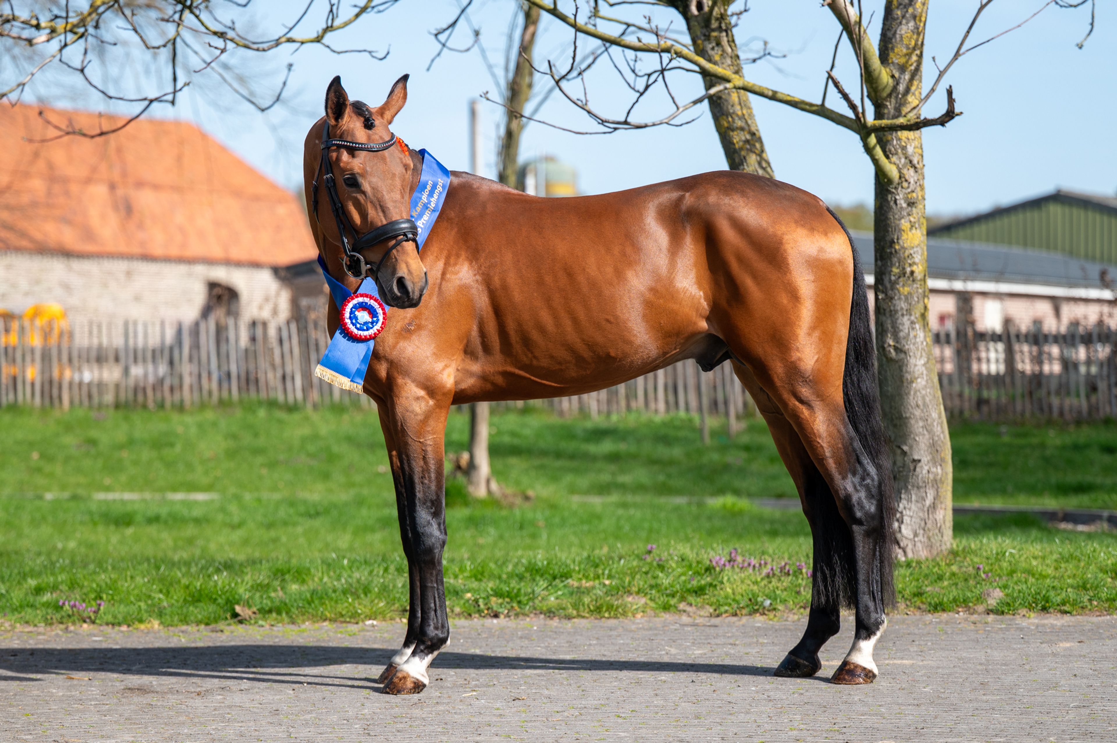 Knock Out van Equi Center (KASPER VAN EQUI CENTER x IRAKION) - Image 2